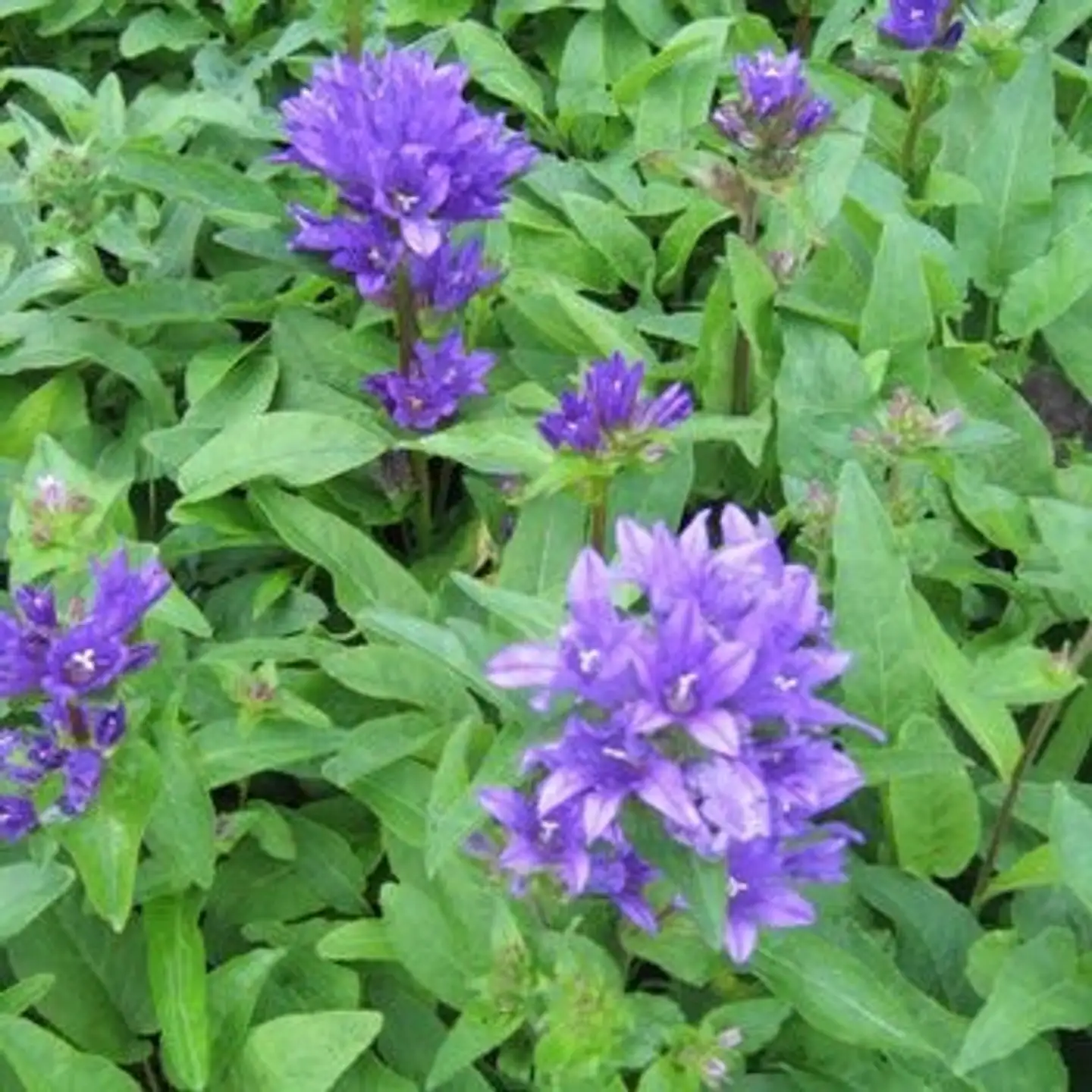 Kääpiöpeurankello 'Acaulis' Campanula glomerata