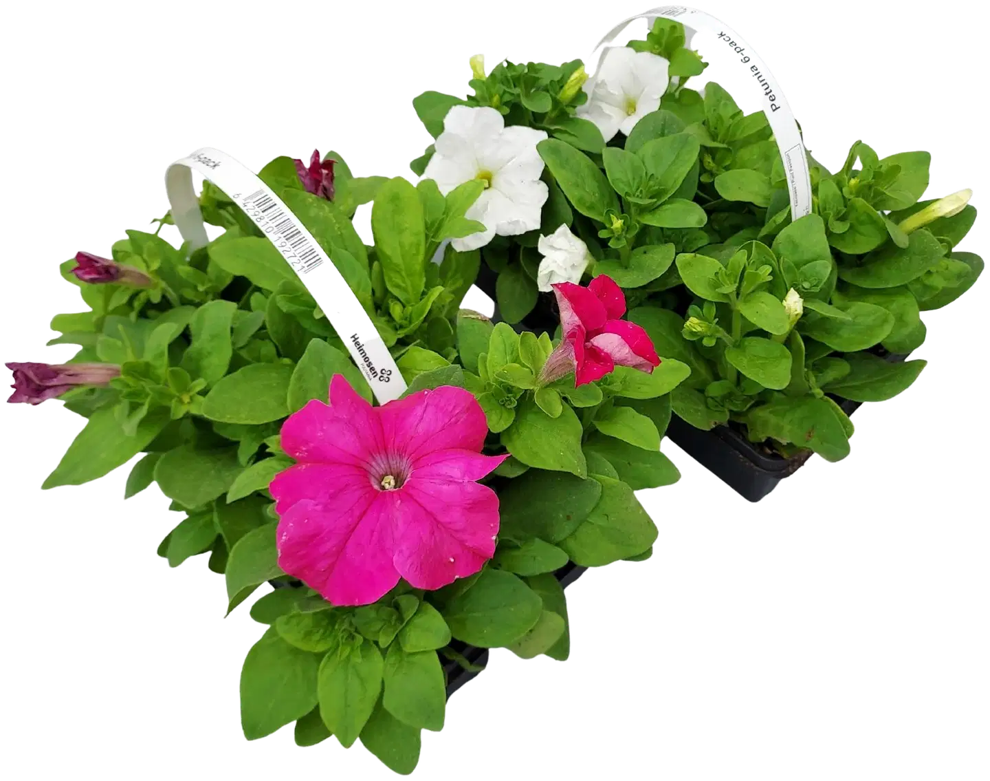 Petunia 6-pack - 1