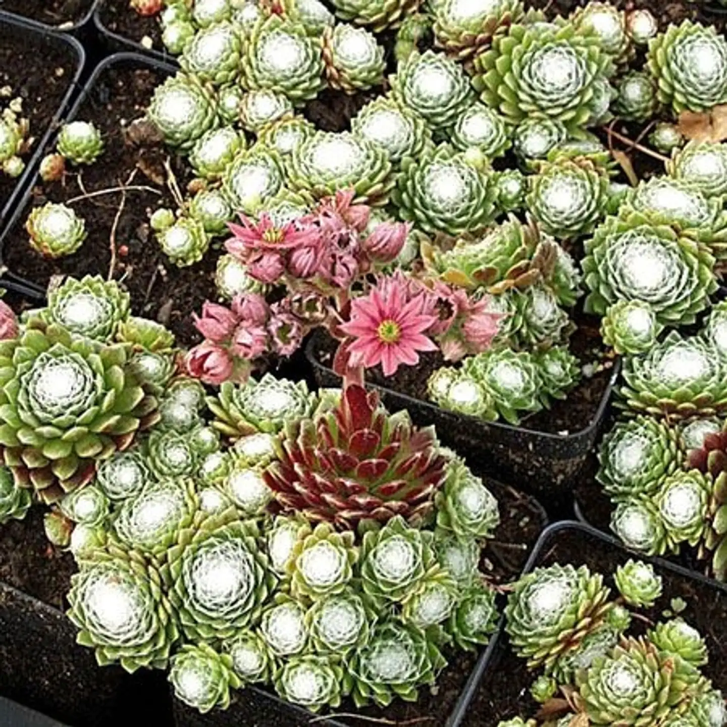 Seittimehitähti Sempervivum arachnoideum