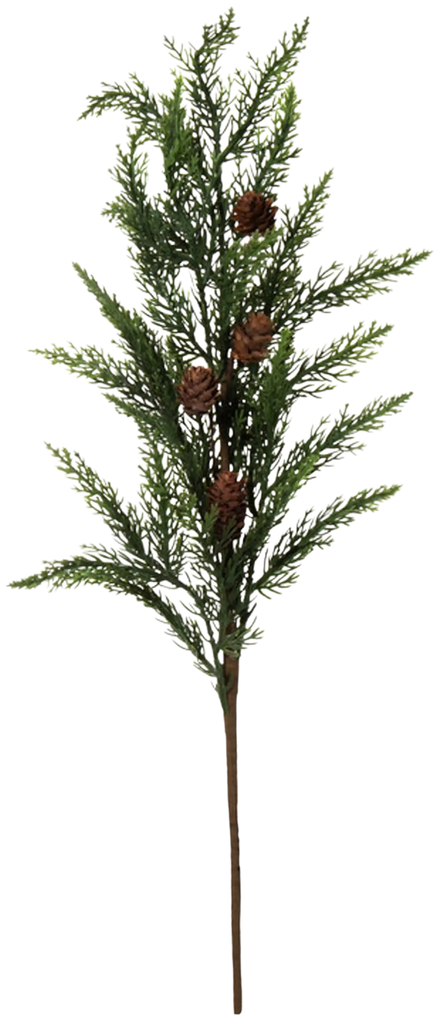 AmandaB männynoksa käpy 60cm