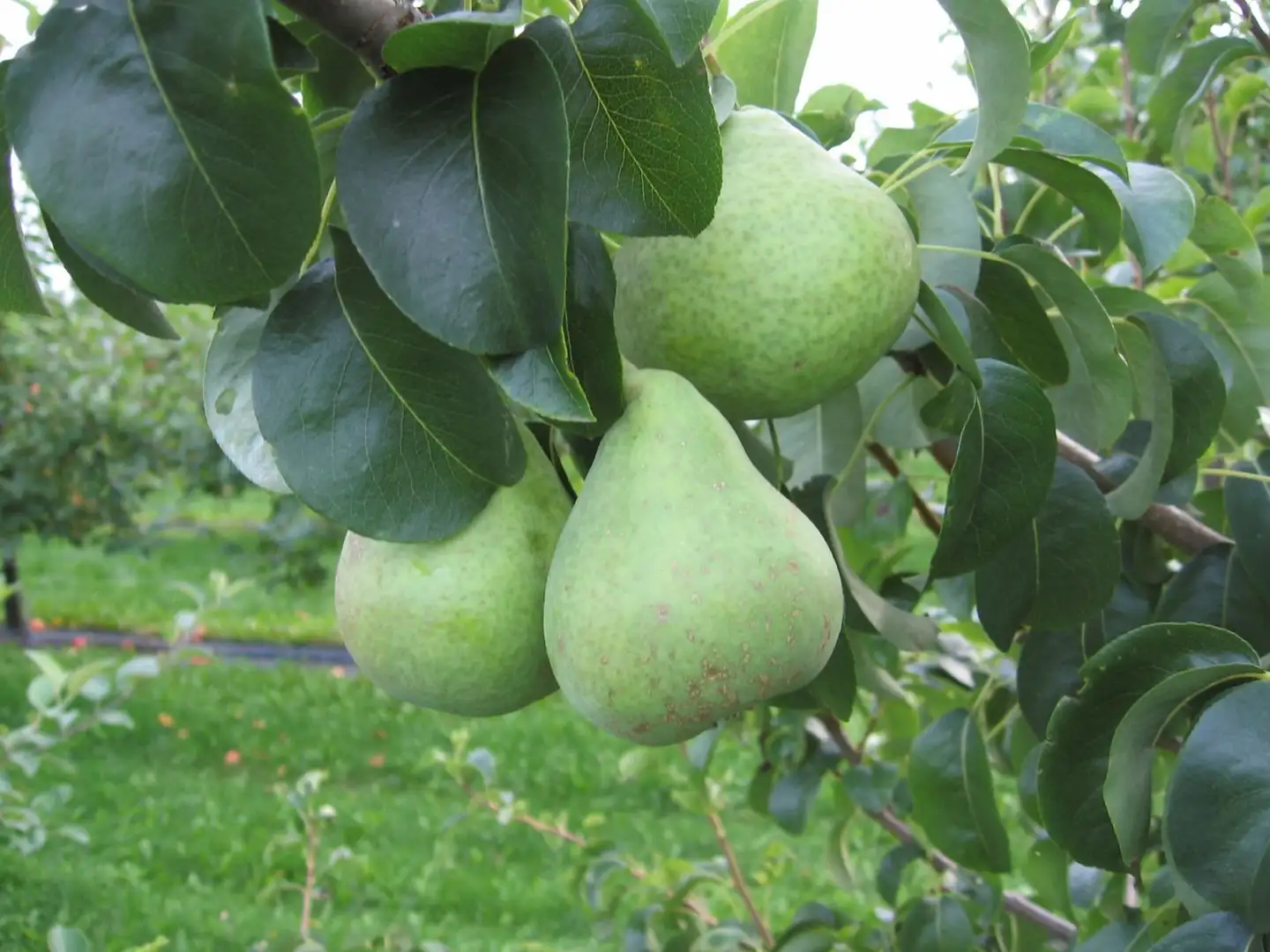 Päärynäpuu 'Jukka' FinE 7,5 l astiataimi Pyrus communis 'Jukka'