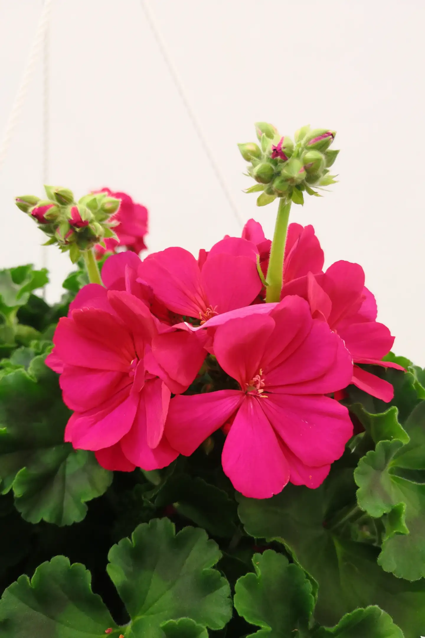 Pelargonia-amppeli 25cm - 2