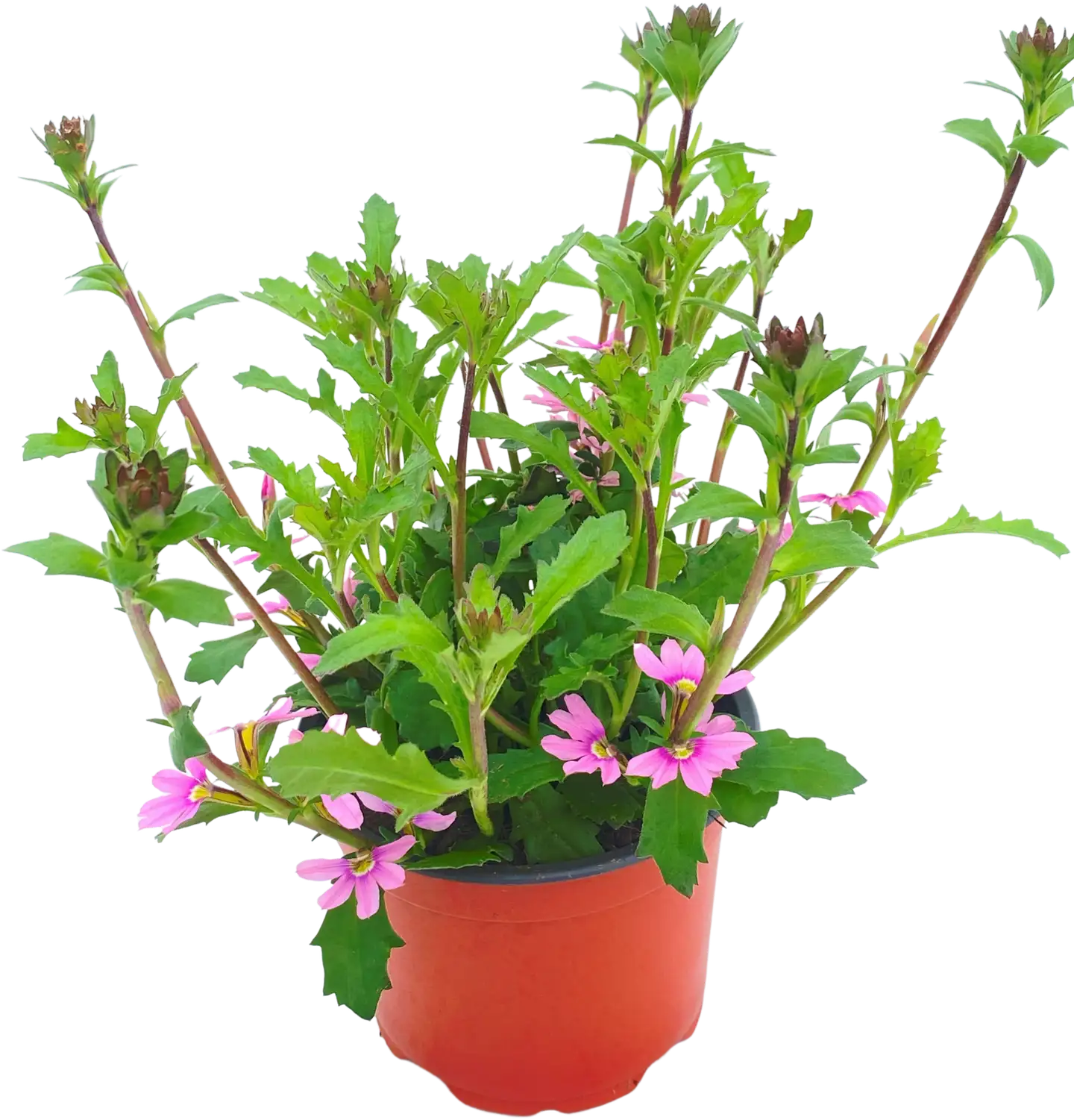 Siniviuhka 13 cm ruukussa