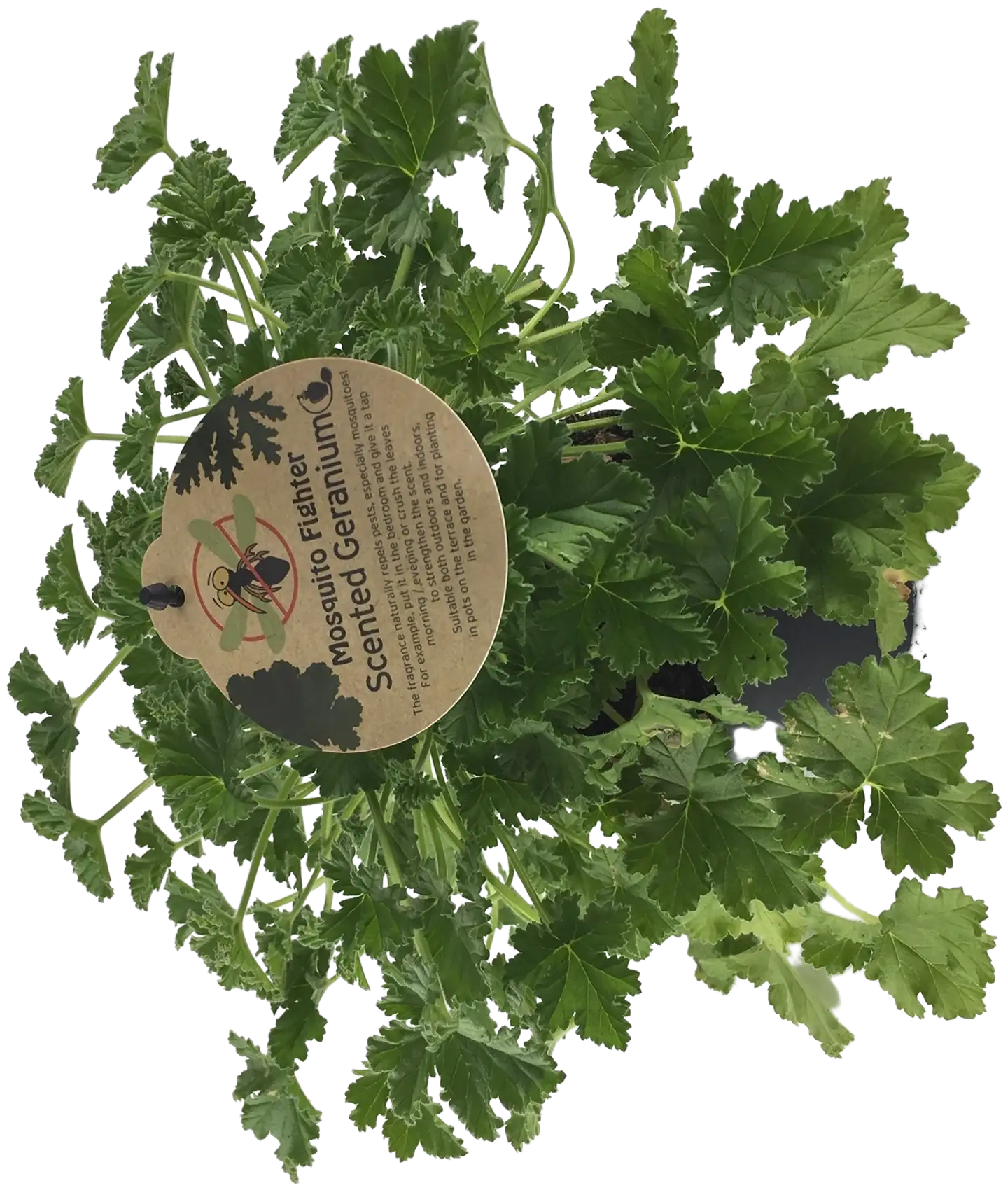 Tuoksupelargoni 12 cm - 1