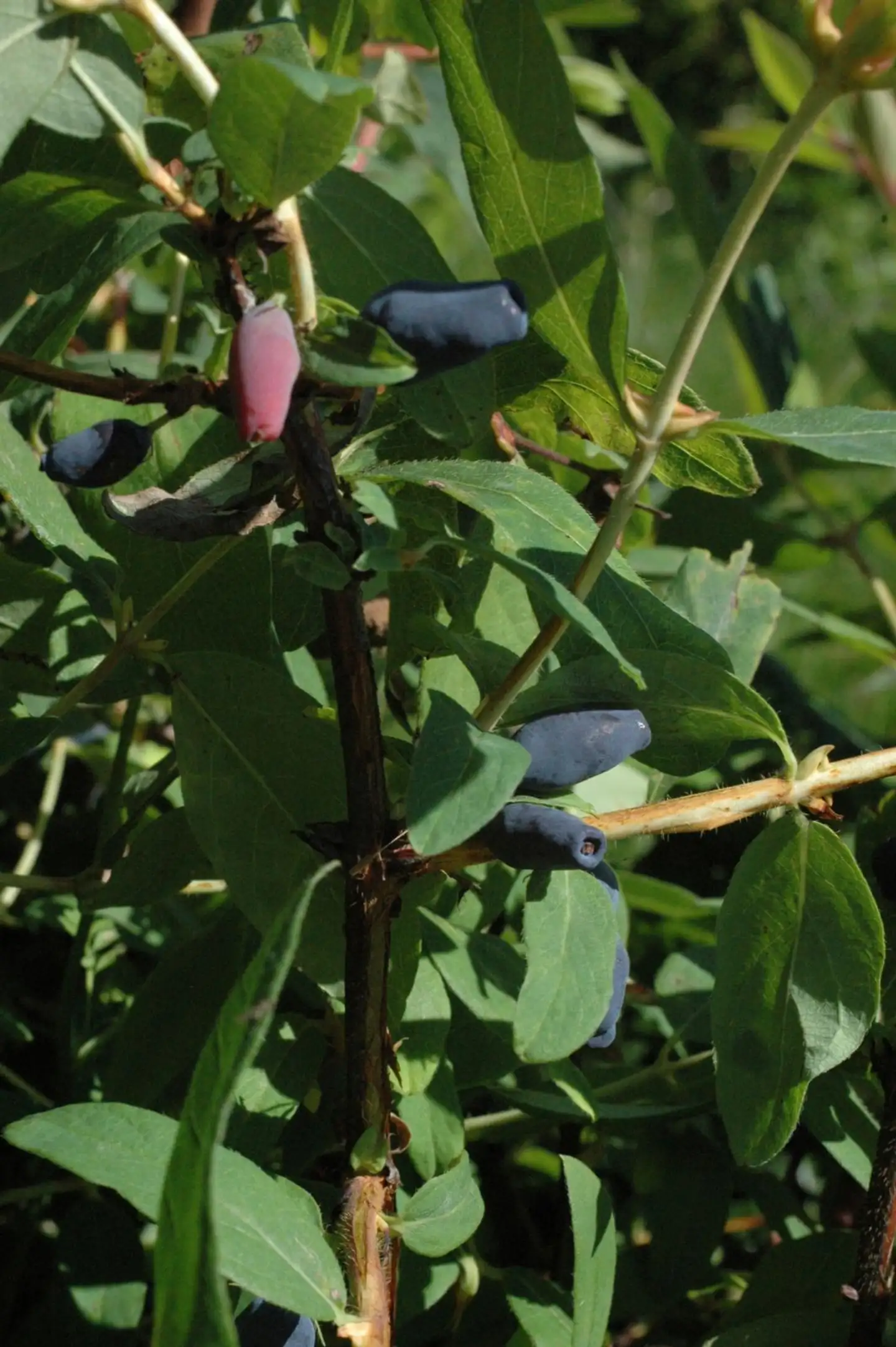 Marjasinikuusama 'Duet' astiataimi 3 l, Lonicera caerulea var. kamtschatica 'Duet'