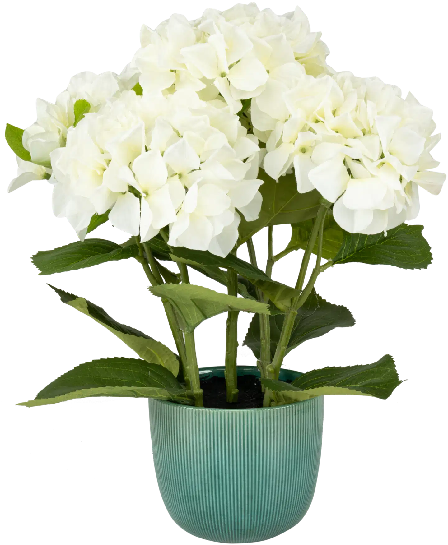 Tekokasvi Hortensia ruukussa