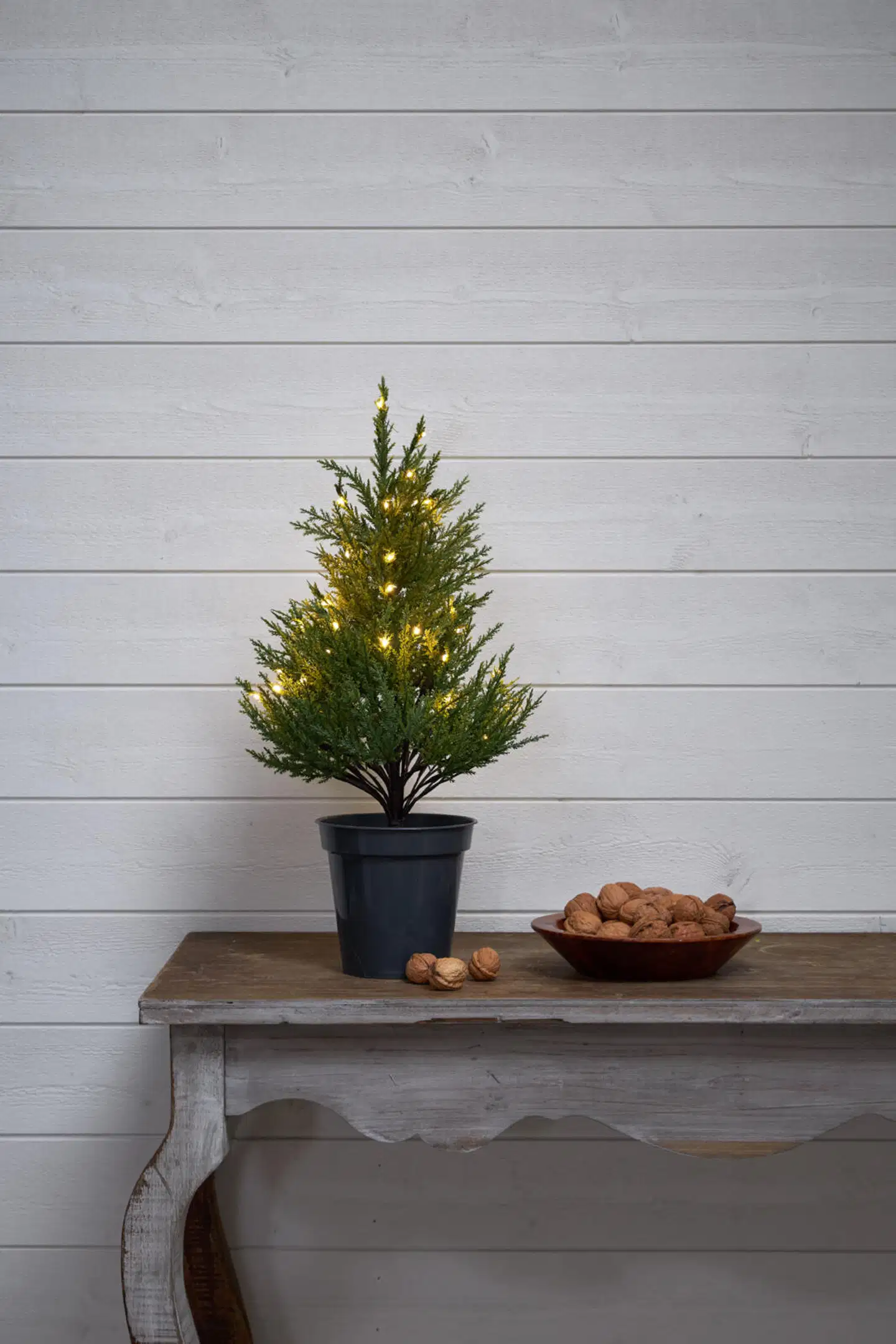 Star Trading koristepuu Thuja 600-25 - 2