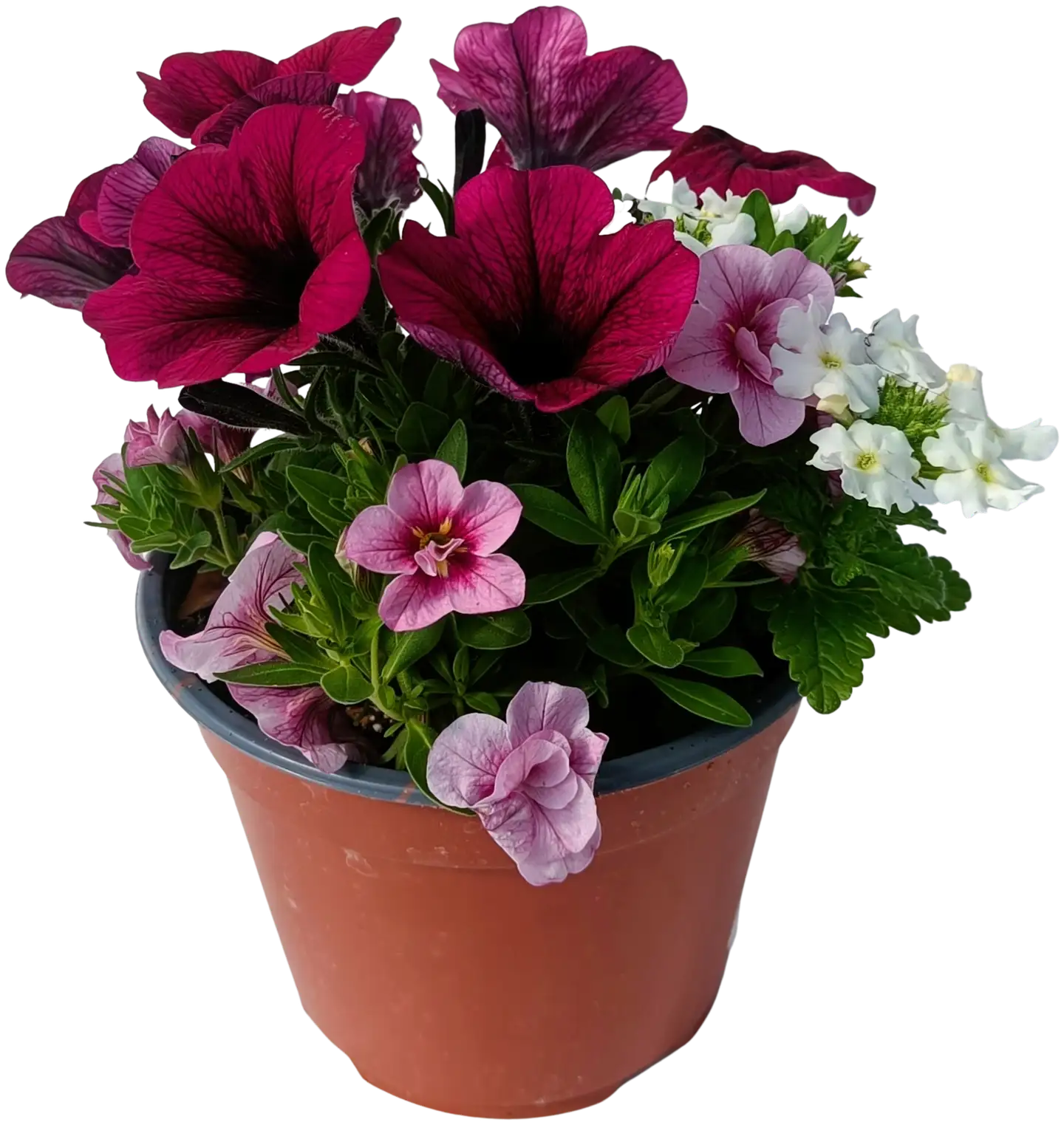 Kesäkukka Trio 14 cm ruukussa, kolme lajia - 1
