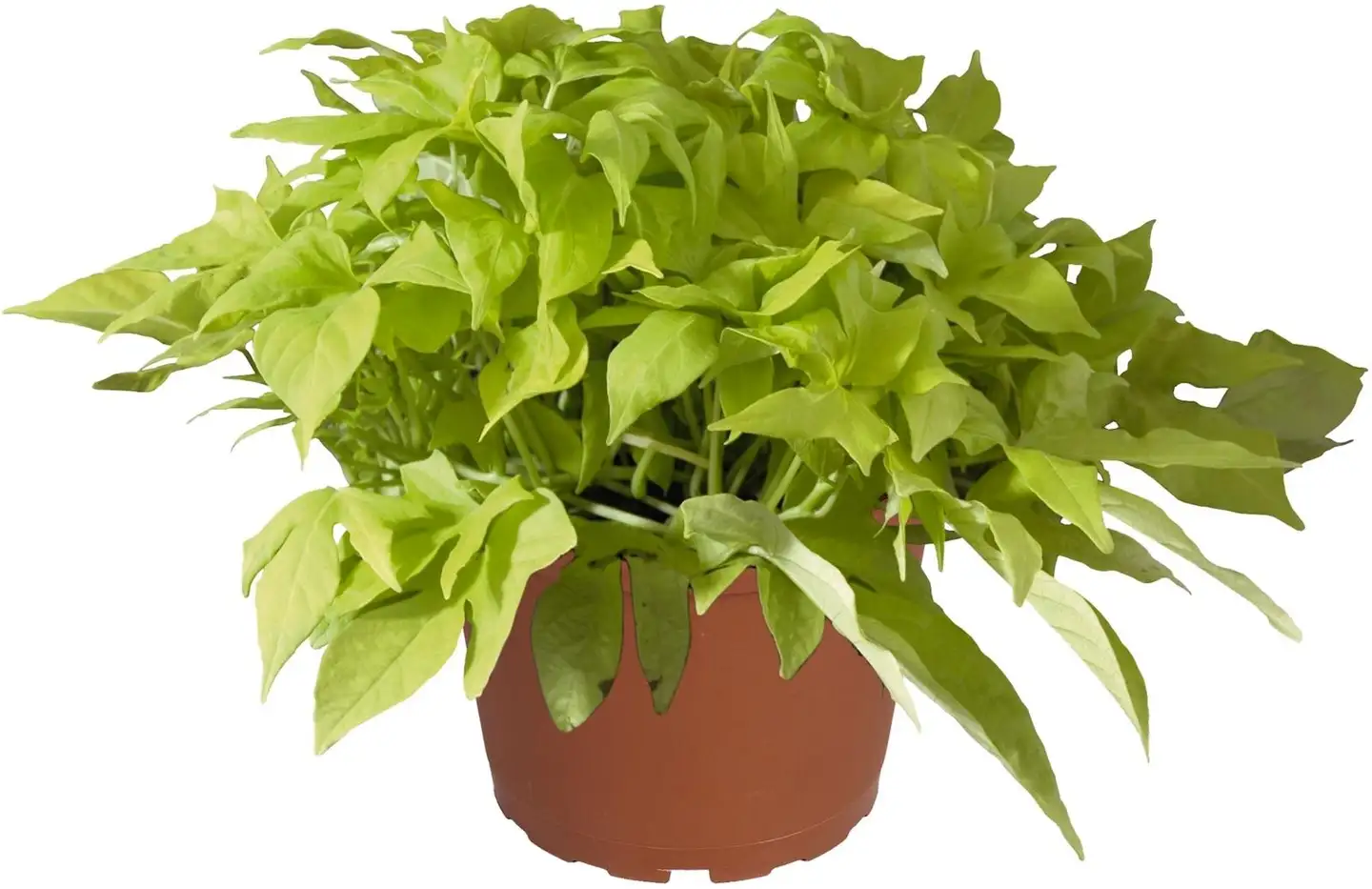 Koristebataatti 14 cm ruukku - 2