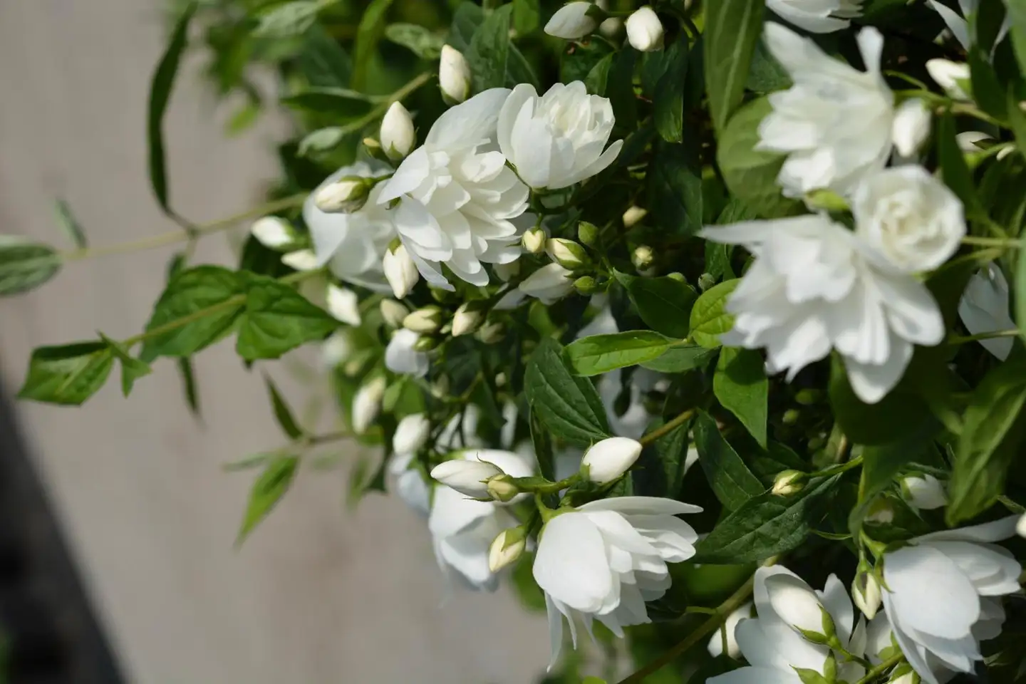 Jasmike ‘Little White Love’ 3 l astiataimi