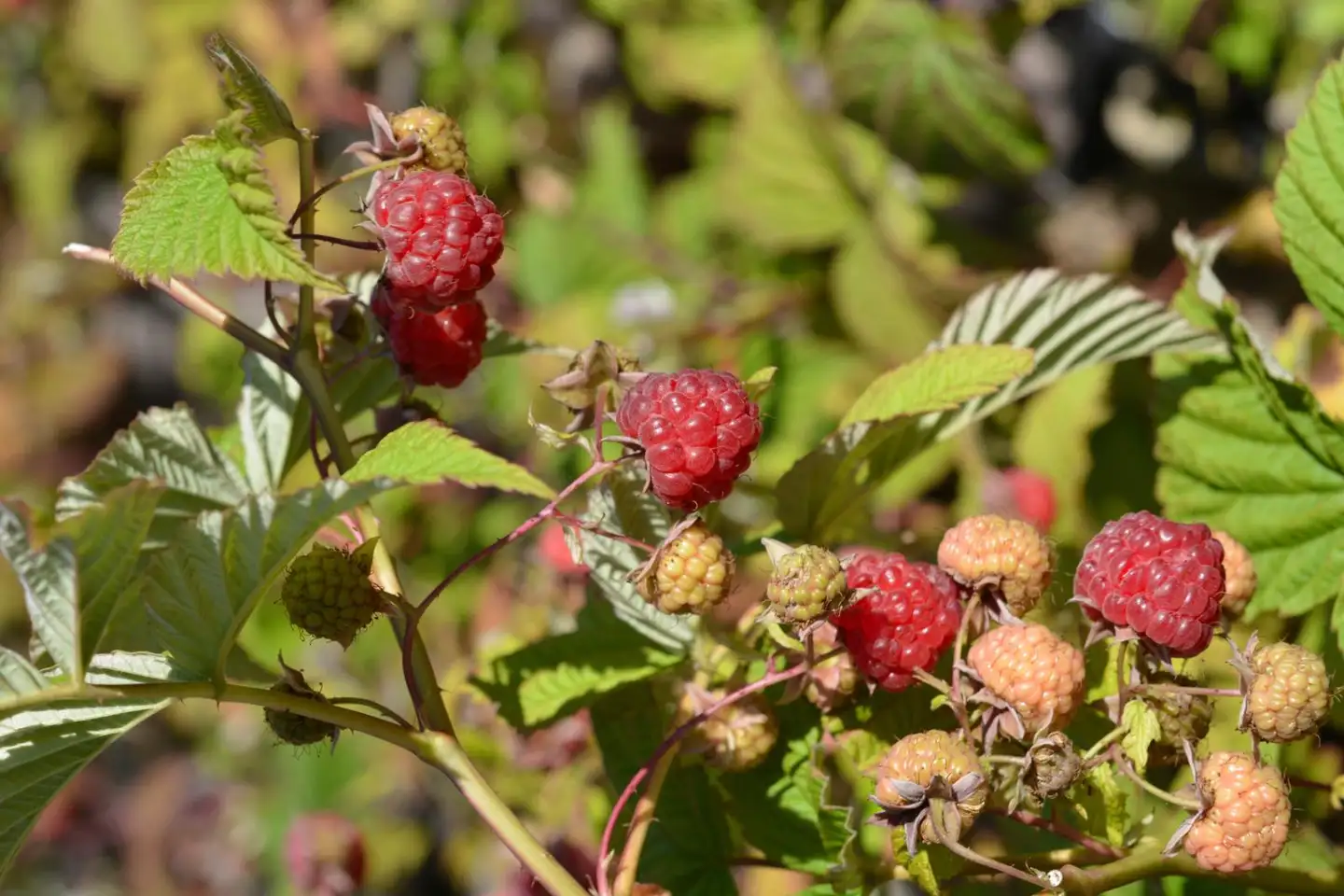 Vadelma ’Takalan Herkku’ 2 L astiataimi Rubus idaeus 'Takalan Herkku'