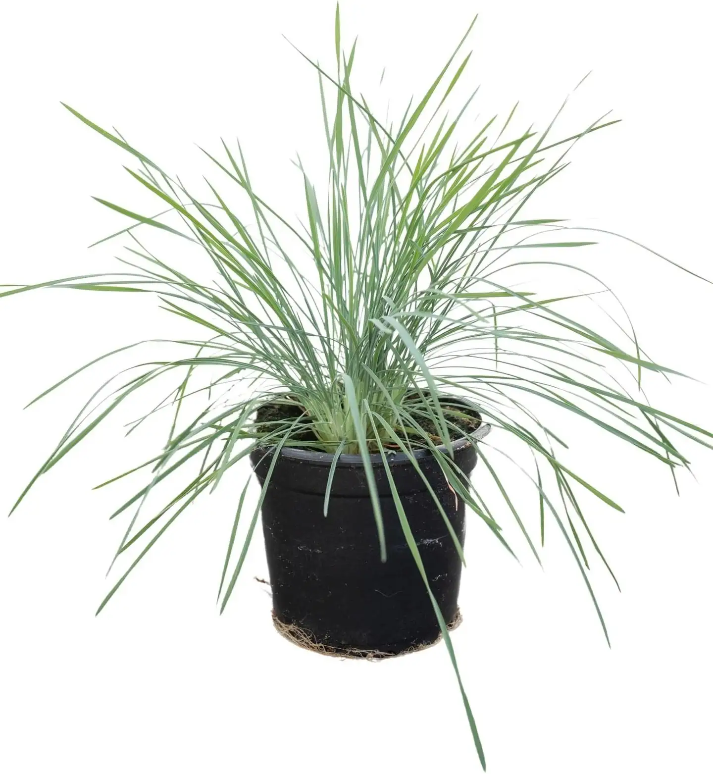 Heinä mix 12cm - 2