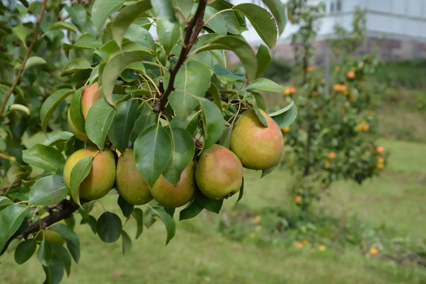 Päärynä 'Tsizovskaja' astiataimi 150-250 cm, Pyrus communis 'Tsizovskaja'