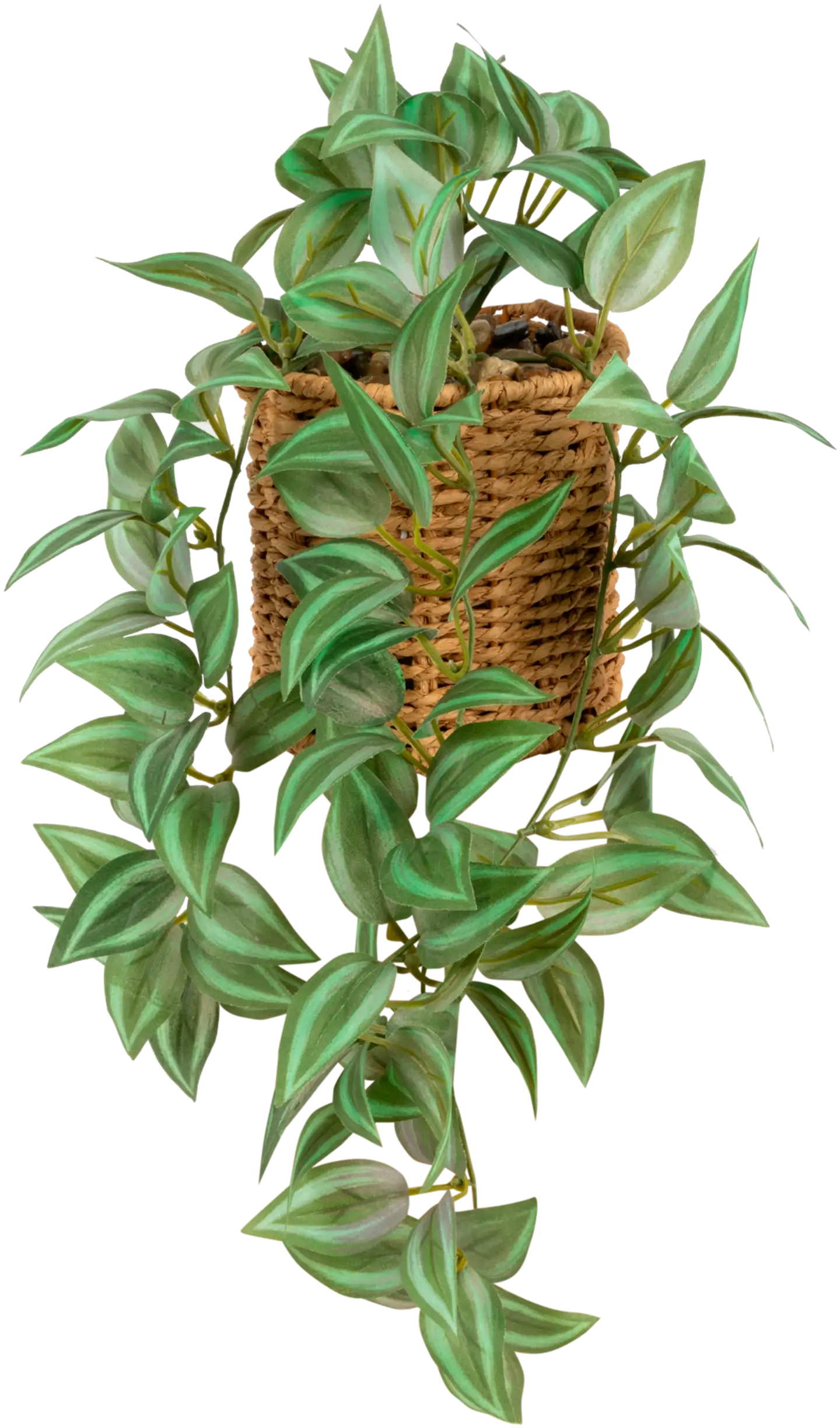 Juoru Zebrina korissa