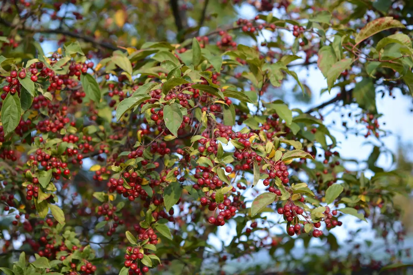 Marjaomenapensas 3 l astiataimi Malus toringo var. Sargentii - 2