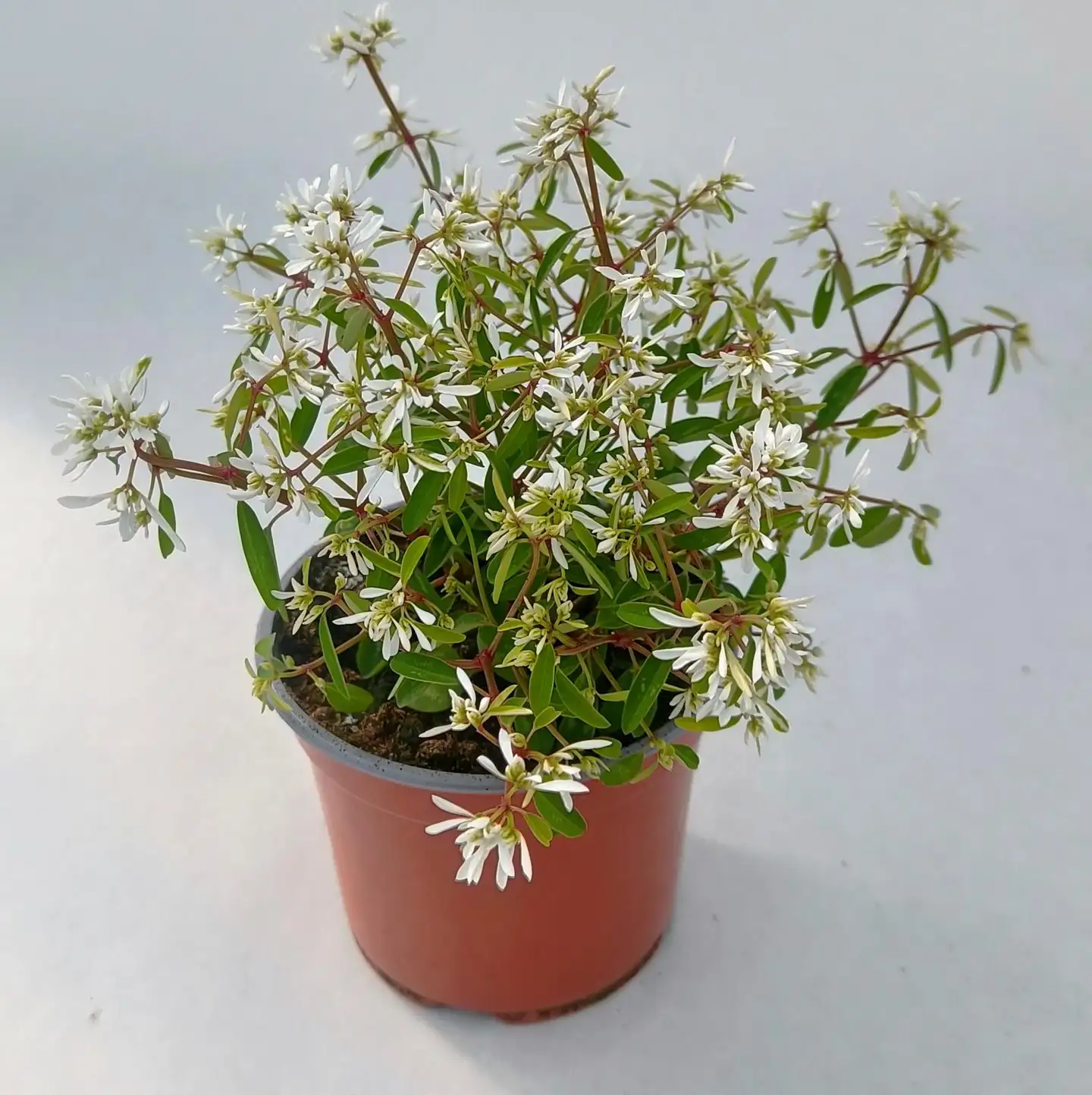 Poutapilvi 11 cm ruukku