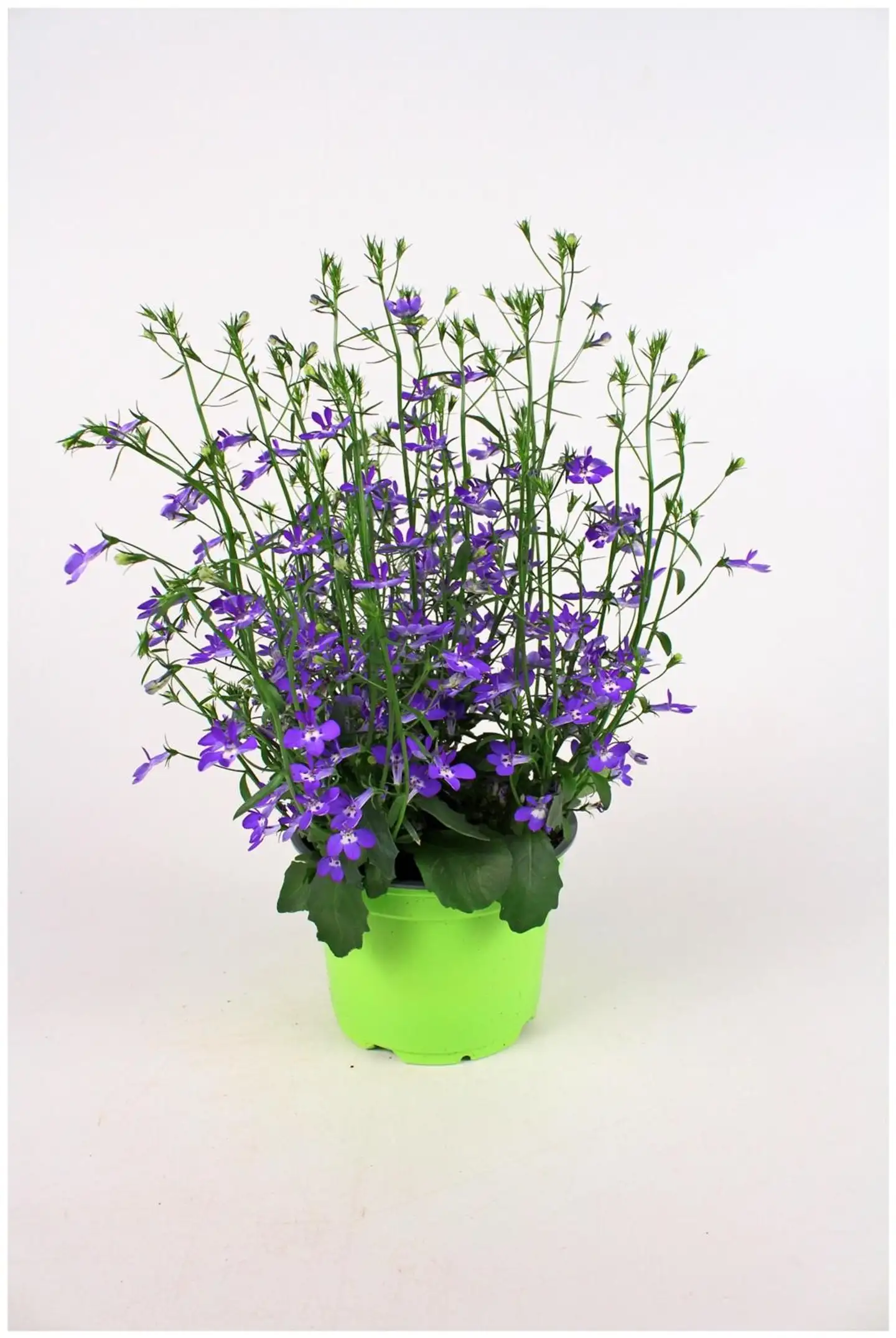 Amppelimix 12cm - 2