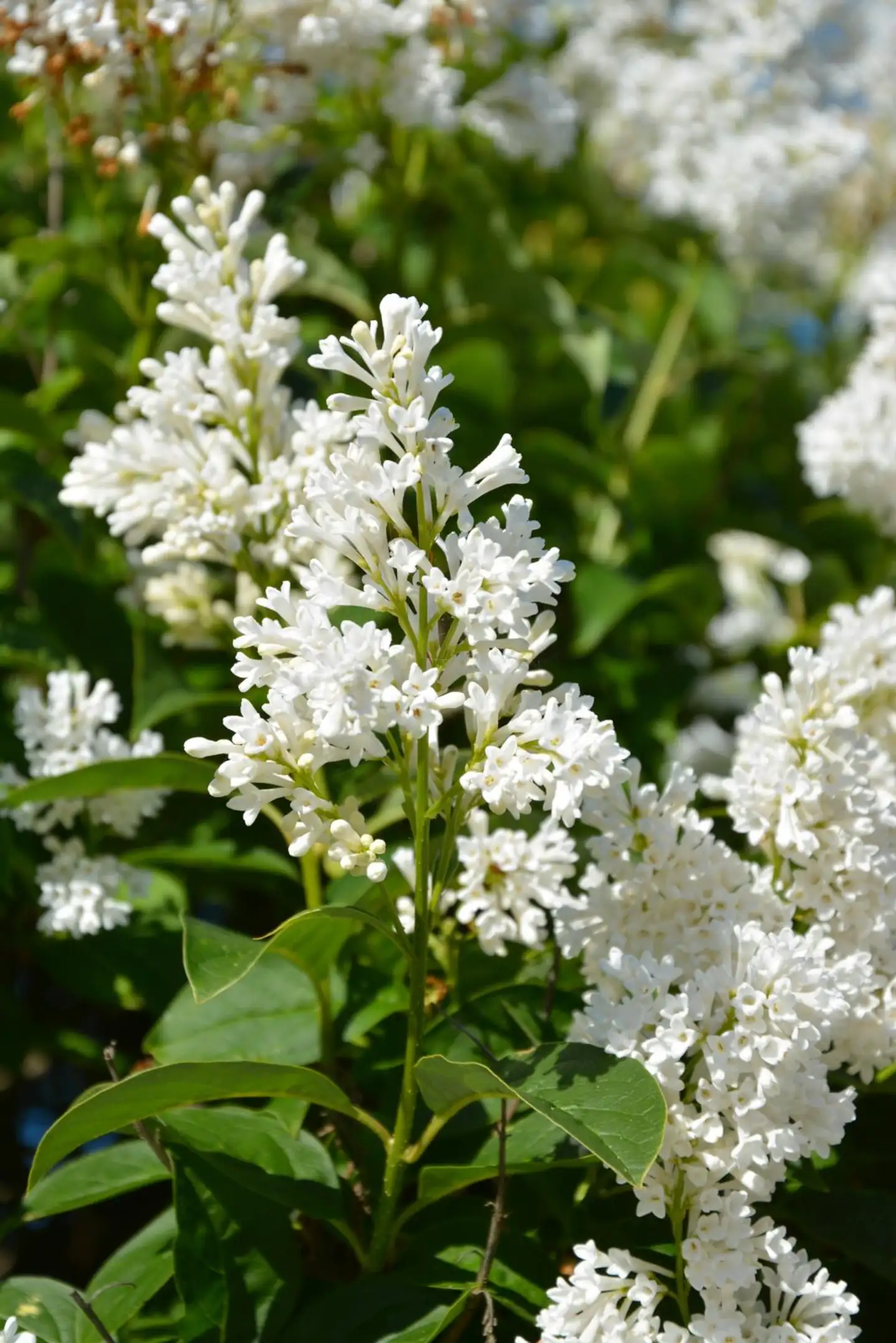 Isabellansyreeni 'Holger' rungollinen astiataimi Syringa x prestoniae 'Holger' - 1