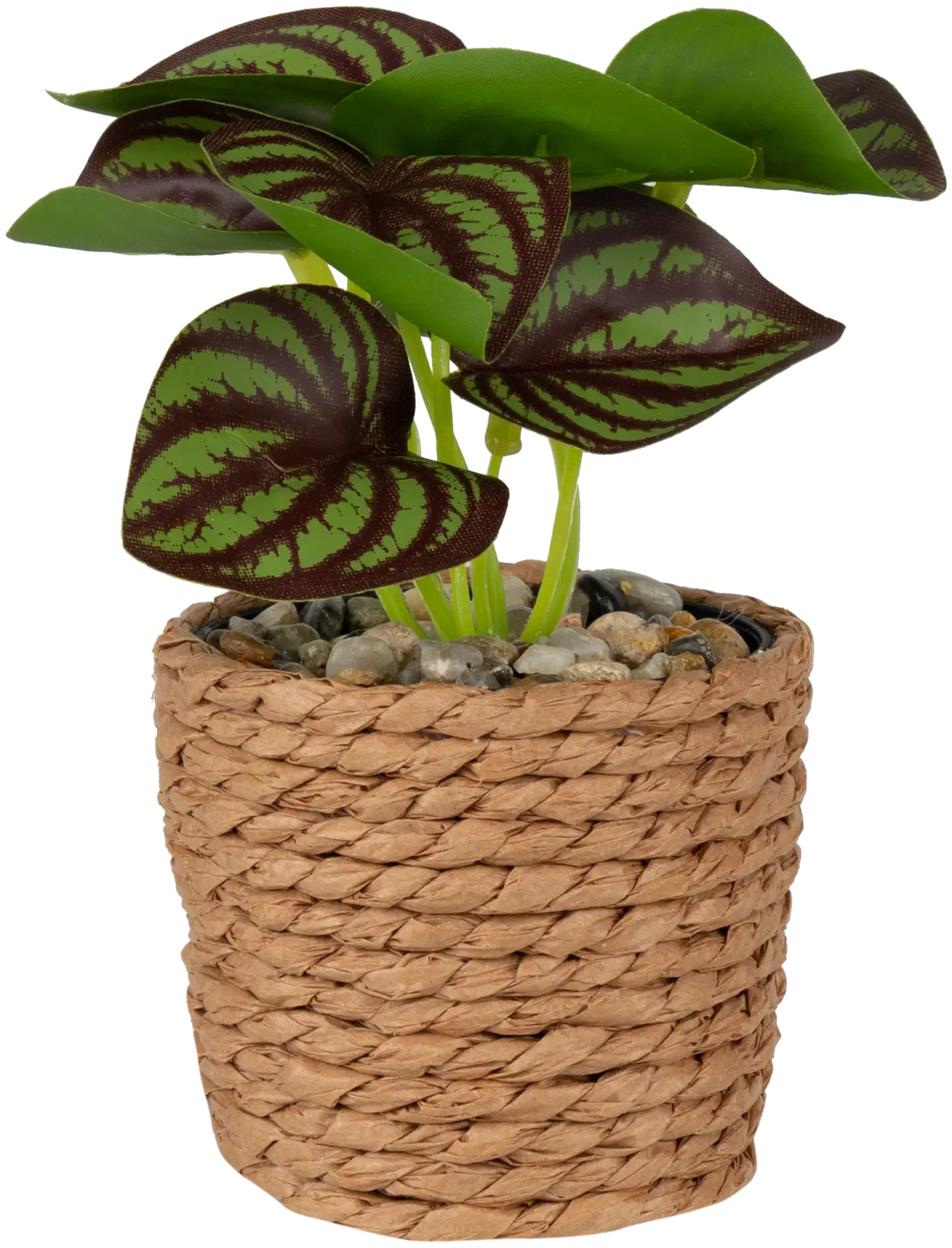 Koristekasvi 6,7x12 cm