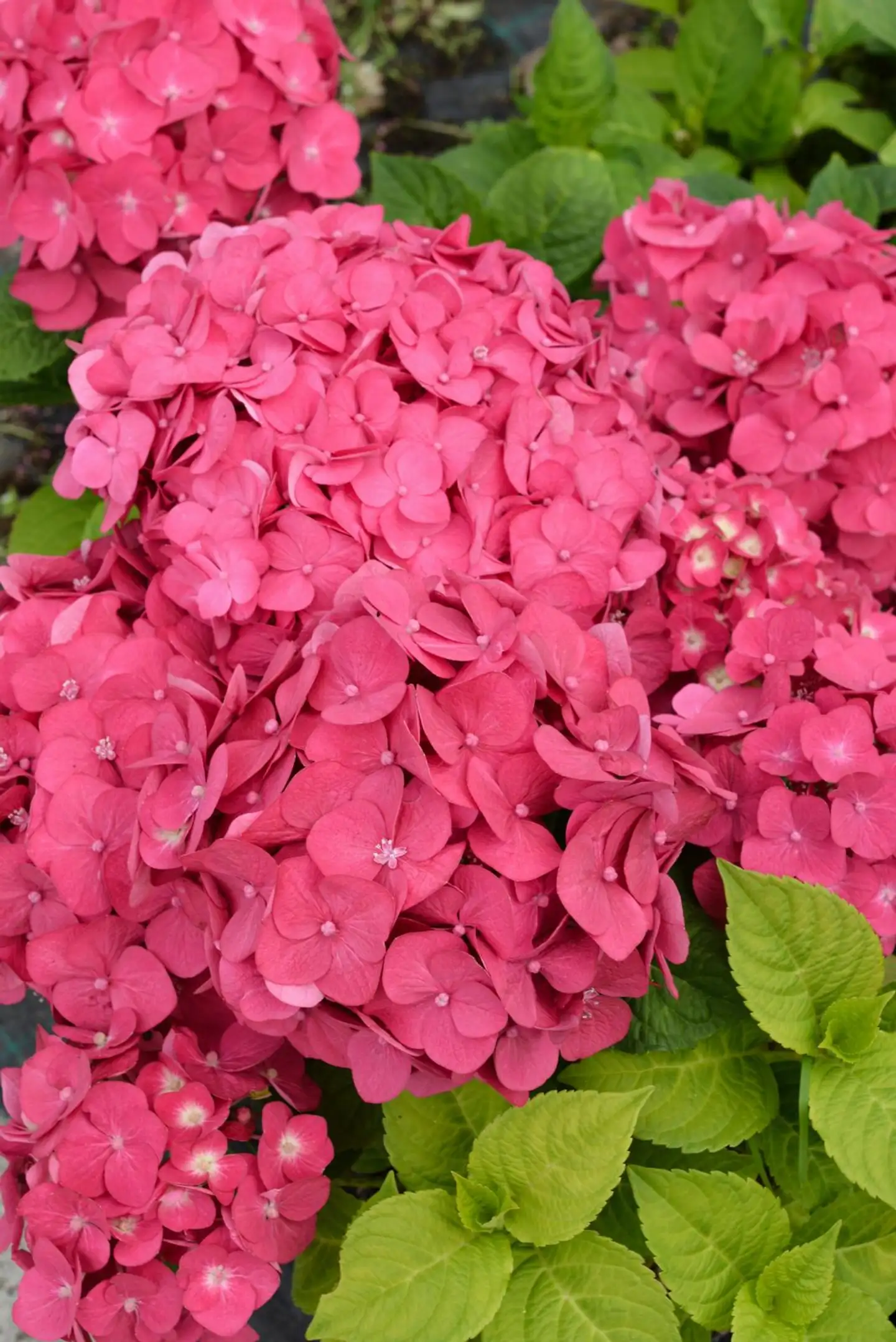 Jalohortensia 'Summer Love' astiataimi 3l ruukussa - 1