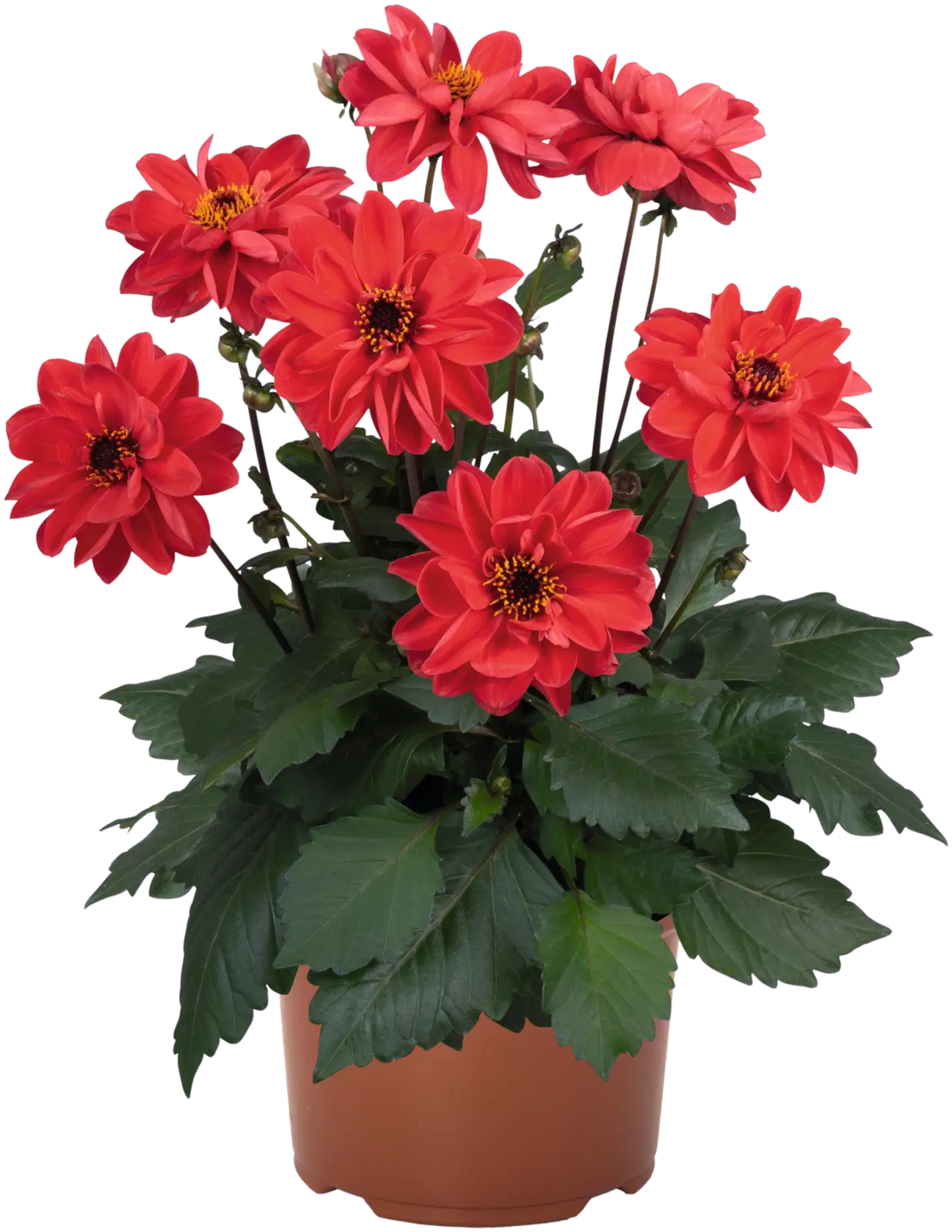 Pistokasdaalia 21 cm ruukussa