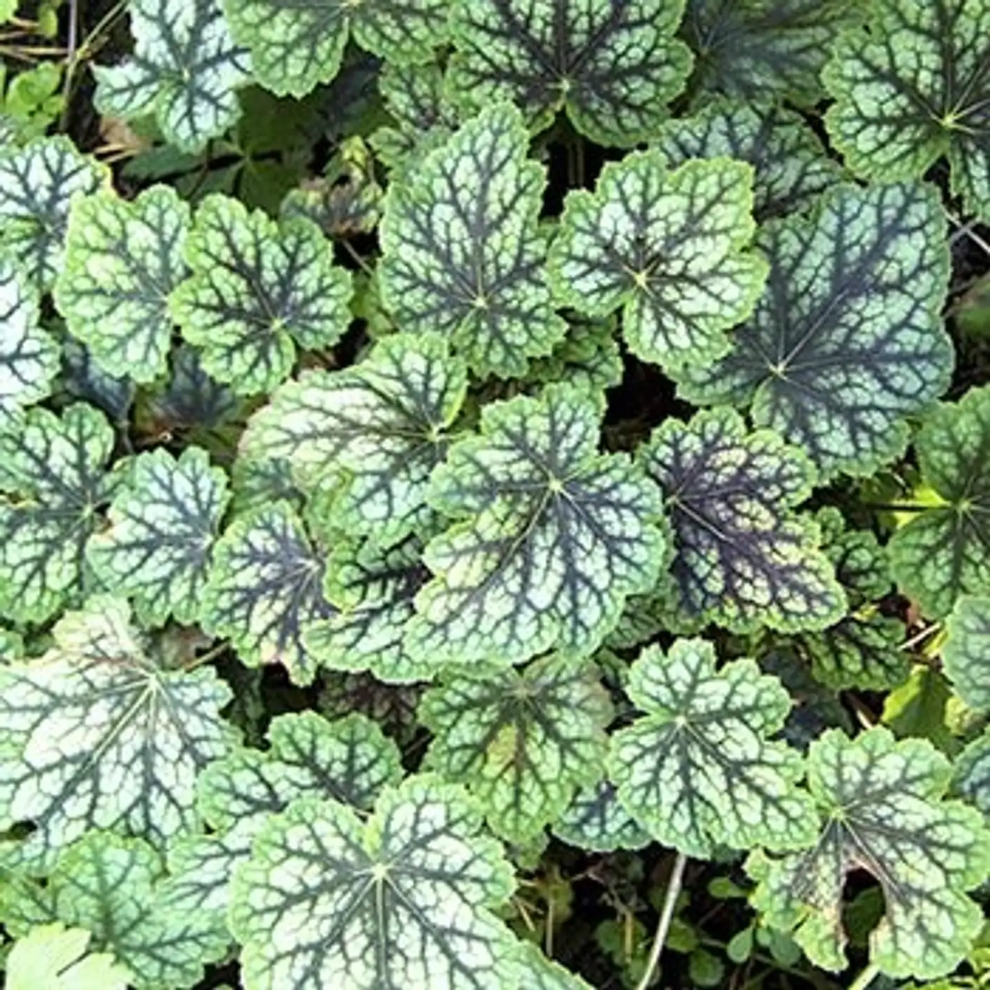 Amerikankeijunkukka 'Dale's Strain' Heuchera americana