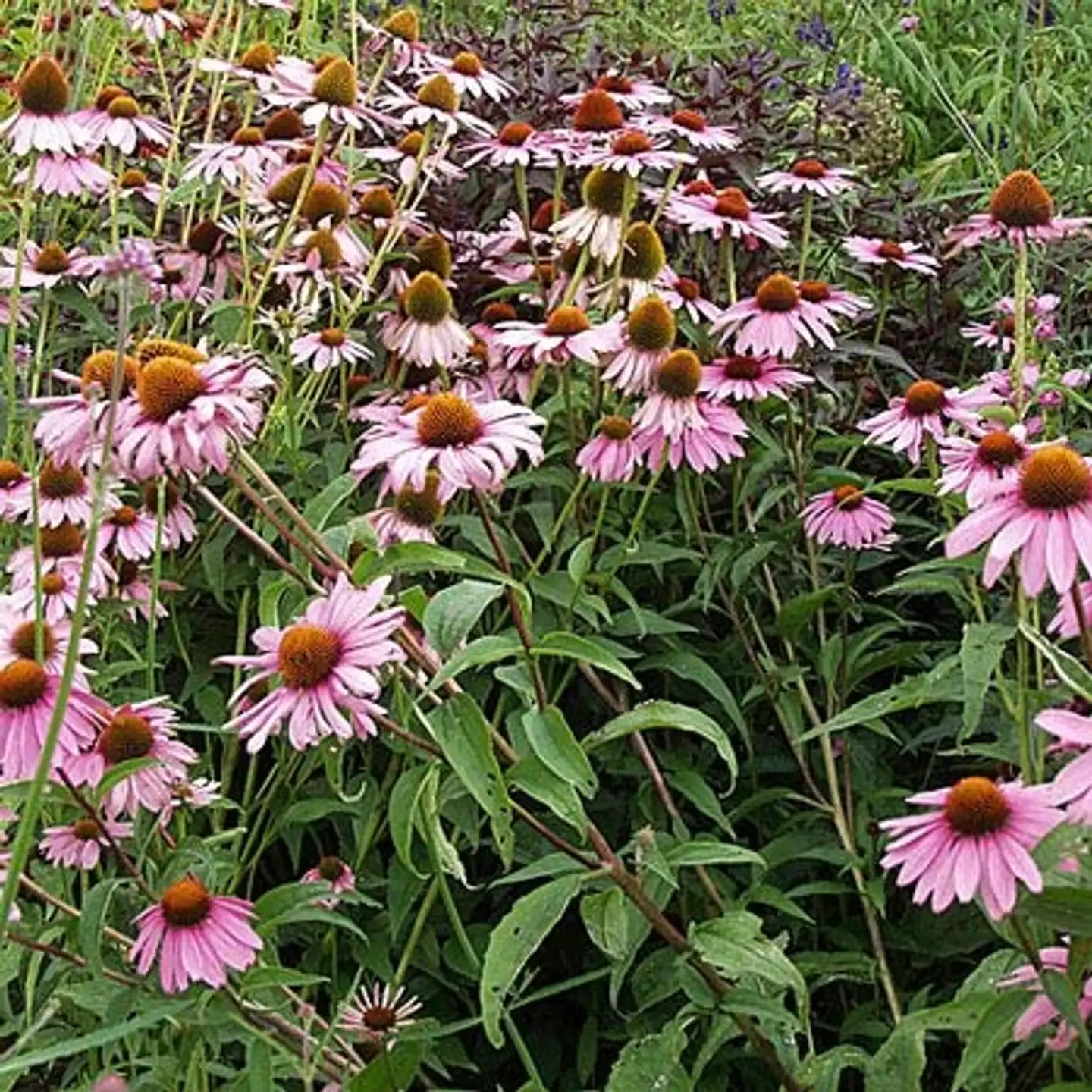 Kaunopunahattu 'Magnus' Echinacea purpurea