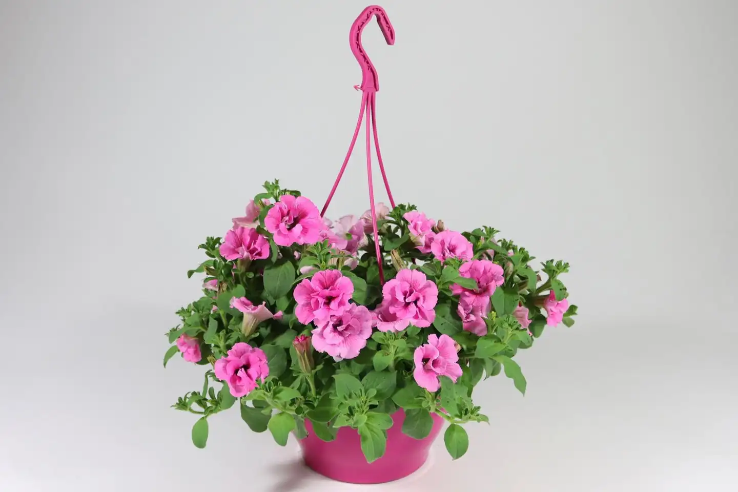 Pink mix amppeli 23 cm - 5