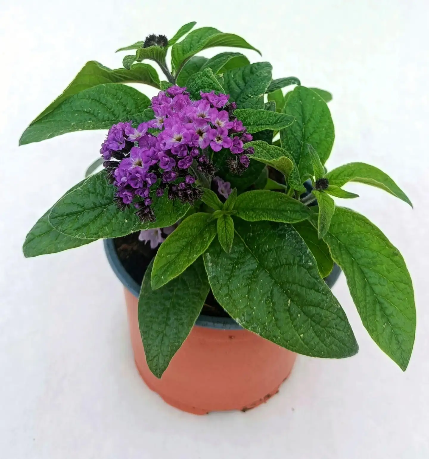 Heliotrooppi 12 cm ruukussa