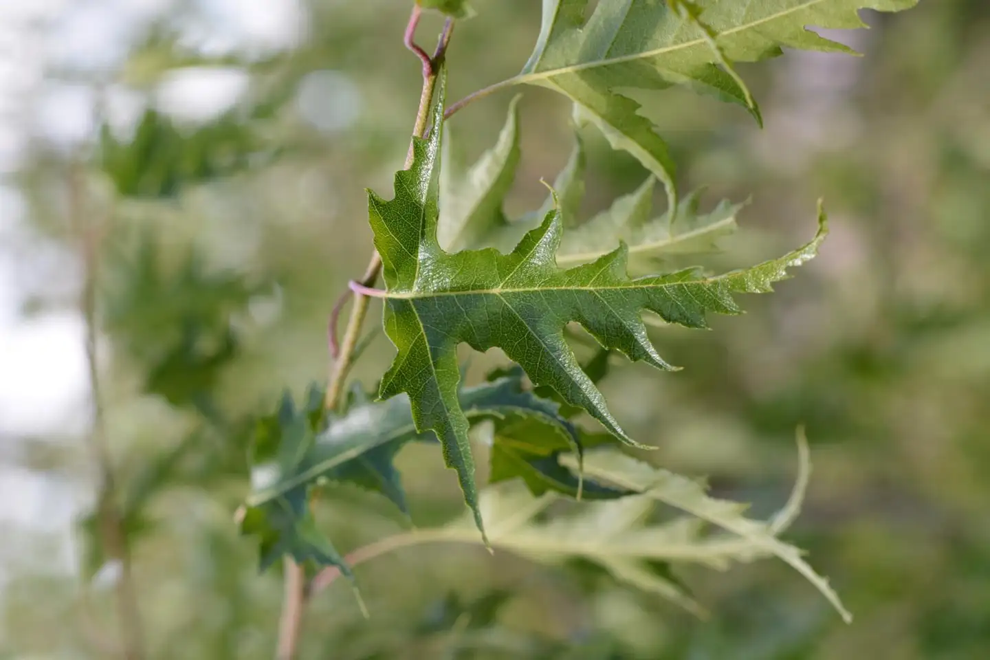 Taalainkoivu, Betula pendula 'Dalecarlica'