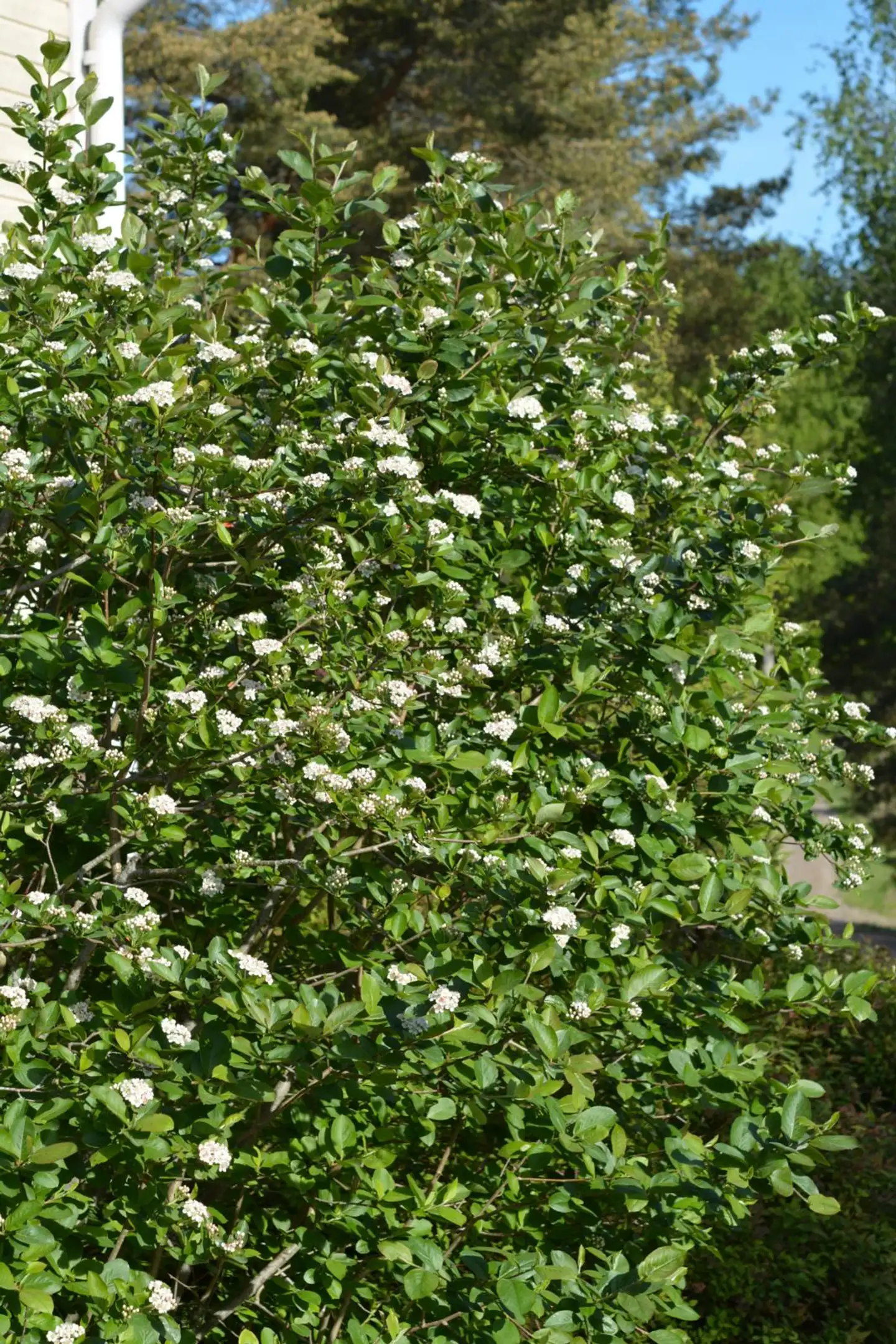 Koristearonia 3 l astiataimi Aronia x prunifolia