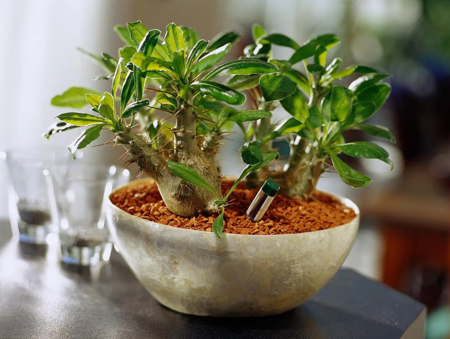 Seramis Savirouhe 15 L - 3