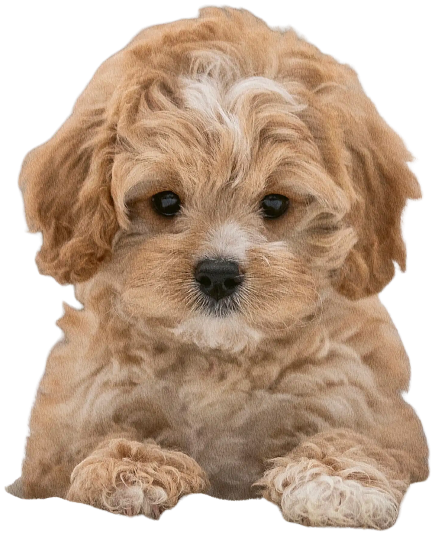 Burde kalenteri Compact Pets 26/27 - 1
