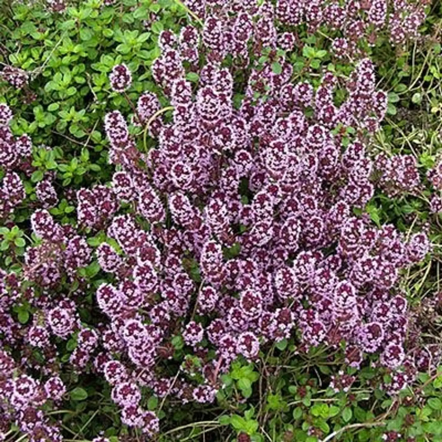 Kangasajuruoho Thymus serpyllum