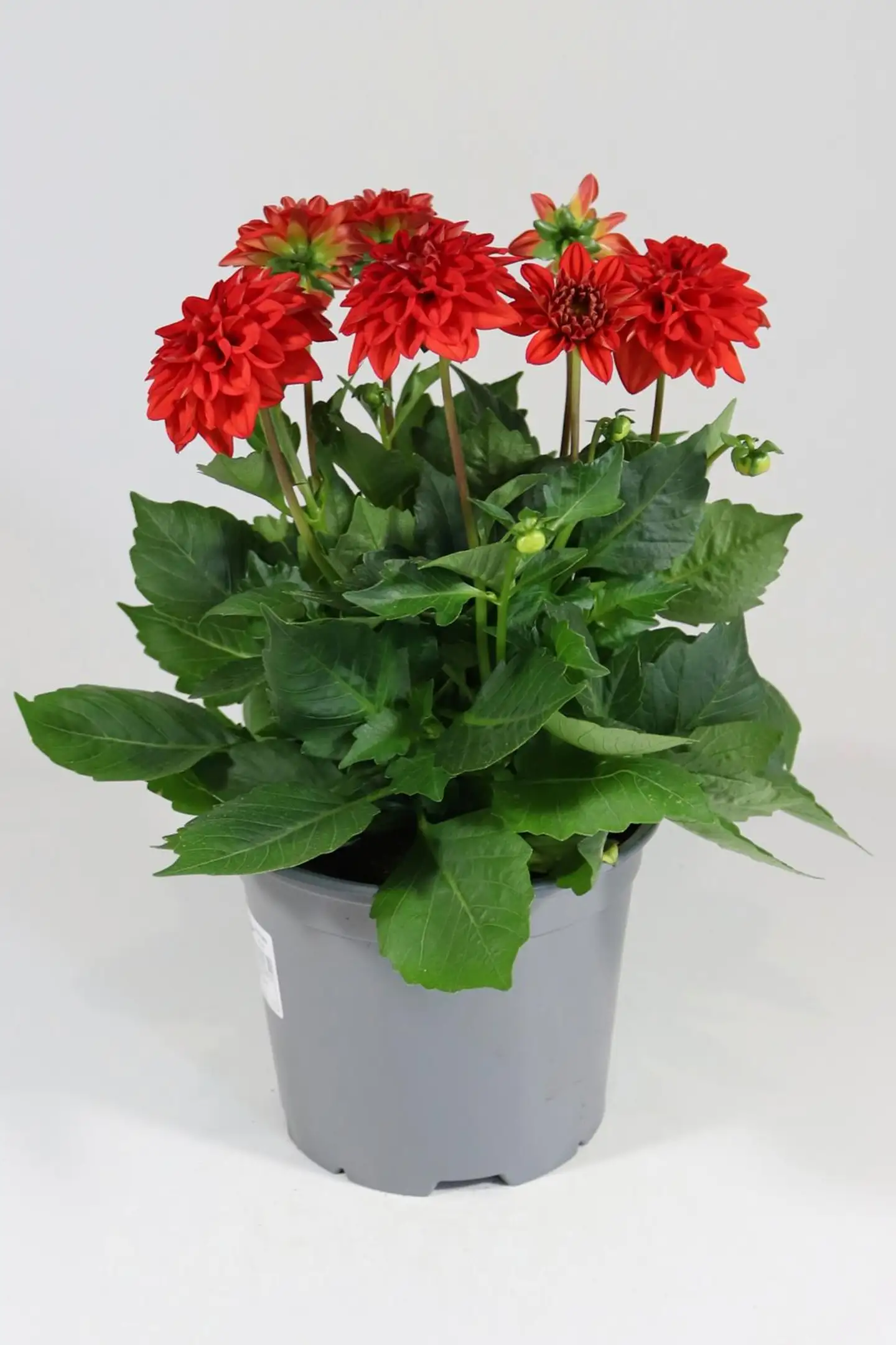 Patio Daalia Mix 19 cm - 1