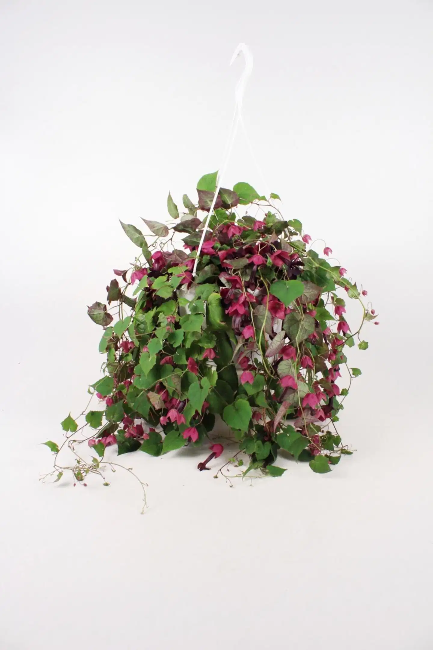 Kesäköynnös-amppeli mix 23 cm - 2