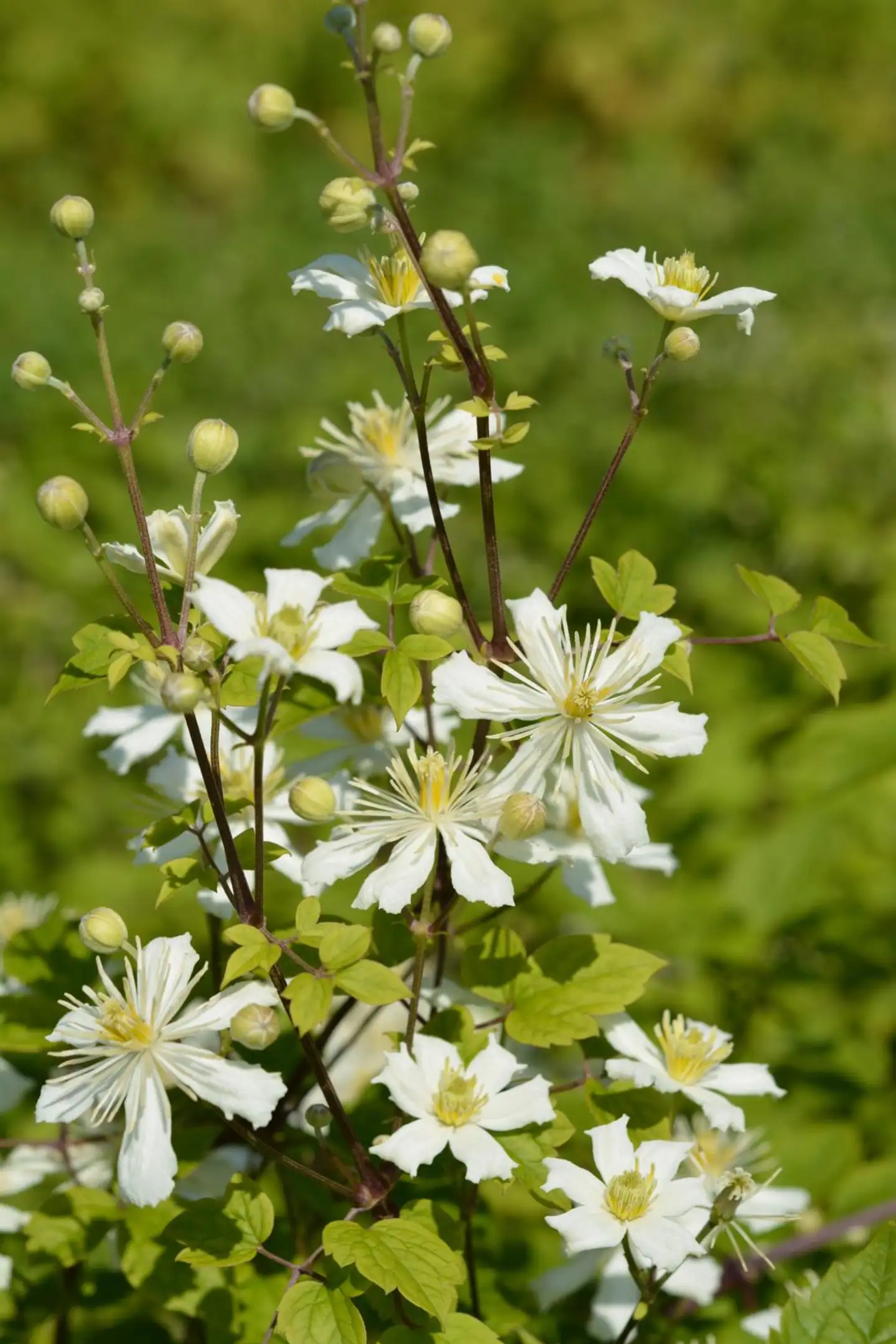 Lumikärho 'Summer Snow' 2 l astiataimi Clematis fargesioides 'Summer Snow'