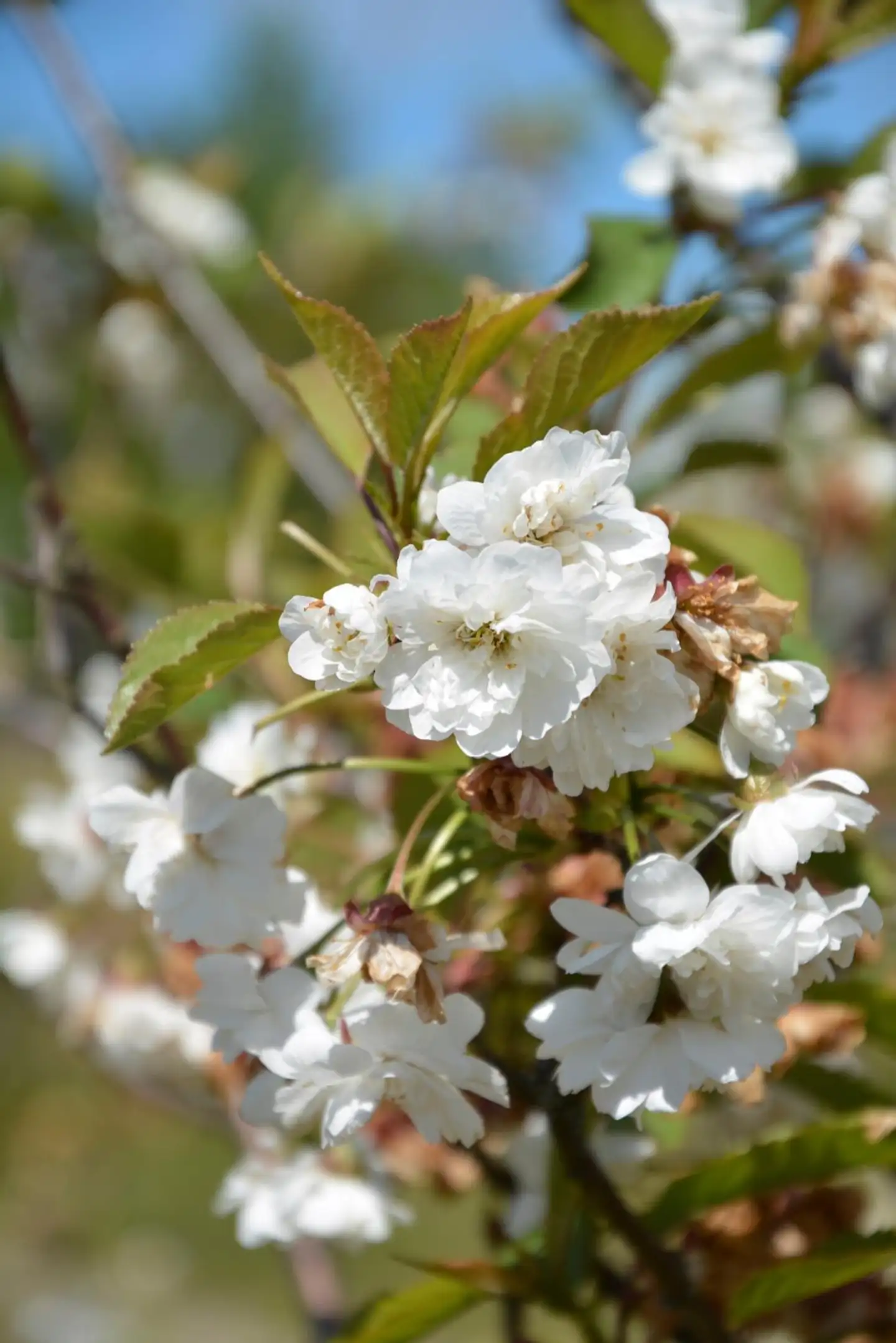 Schalininkirsikka 150-250 cm astiataimi Prunus cerasus 'Rhexii'