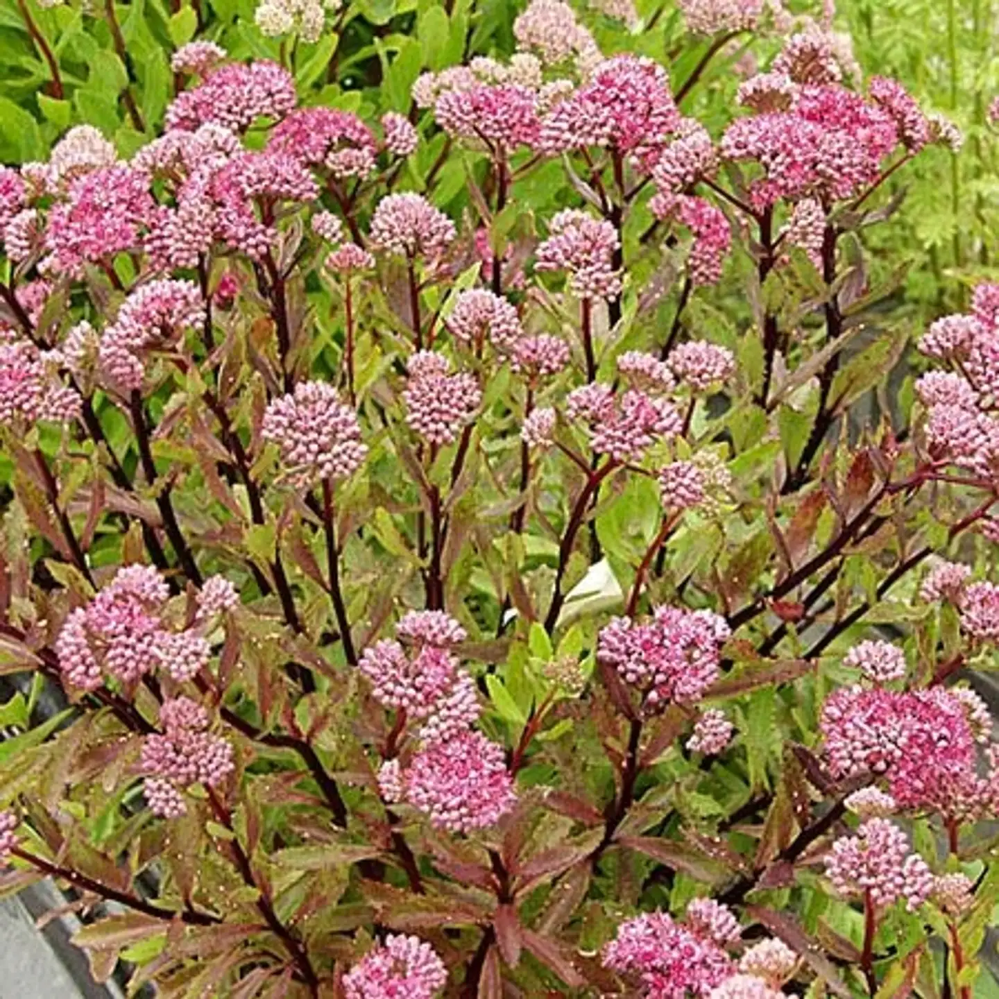 Komeamaksaruoho 'Herbstfreude' Sedum