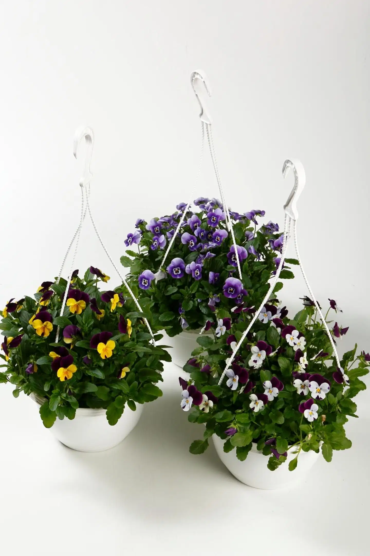 Orvokkiamppeli 19 cm - 1