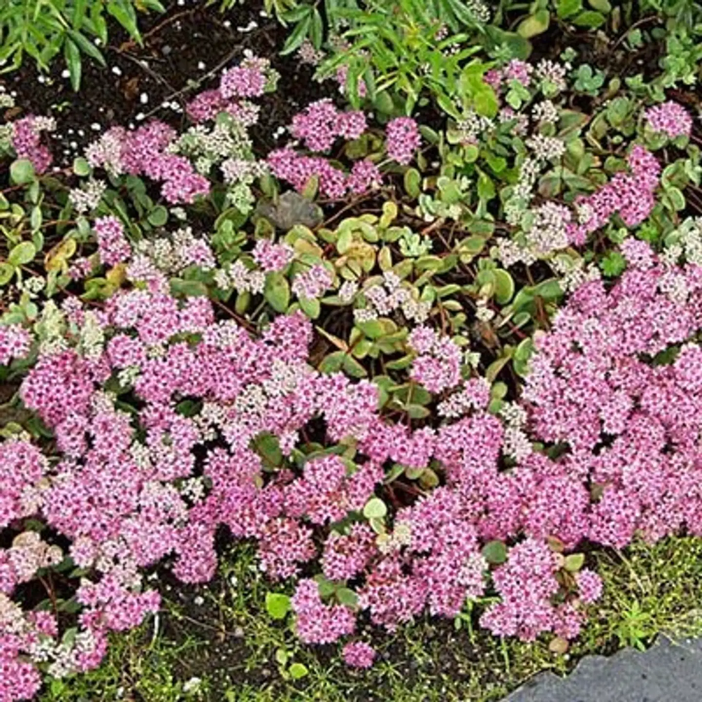 Turkestaninmaksaruoho Sedum ewersii