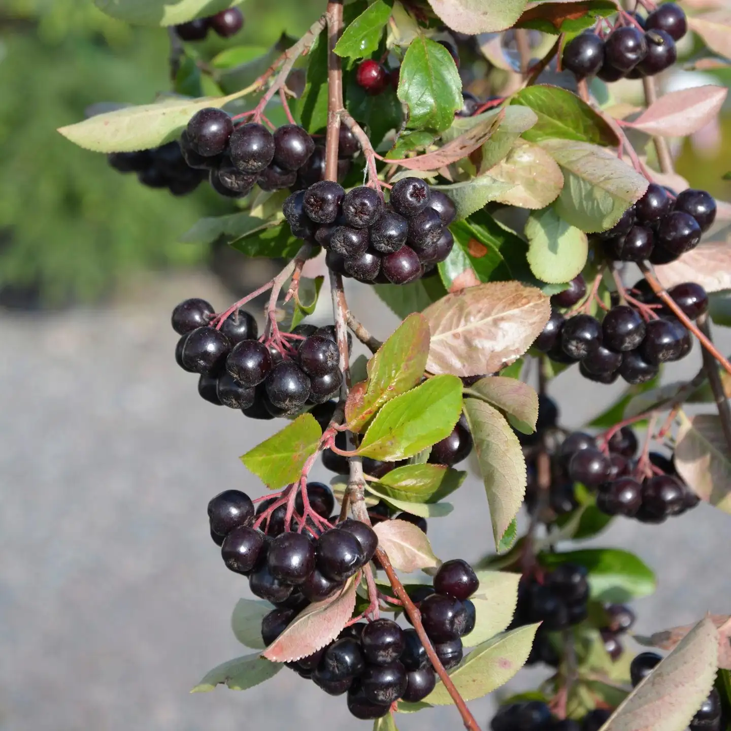 Marja-aronia 'Viking' astiataimi 3l ruukussa