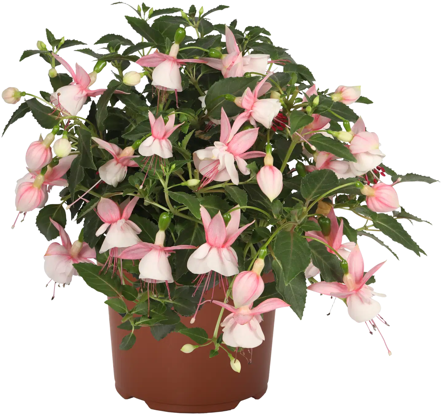 Verenpisara 12 cm ruukussa