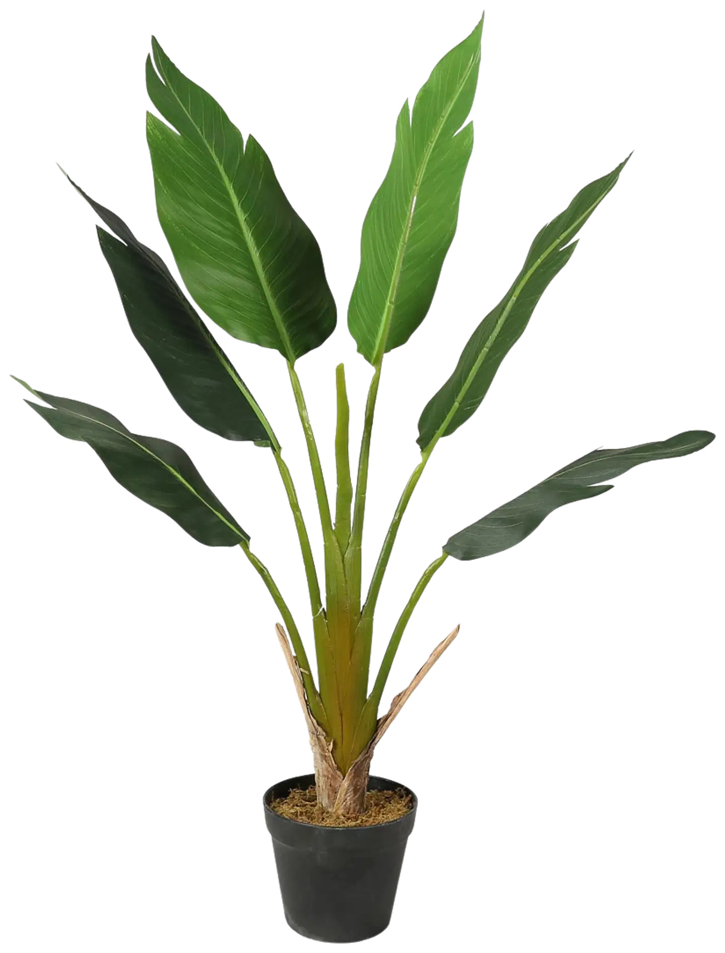 Lykke tekokasvi strelitzia tree 90cm - 1