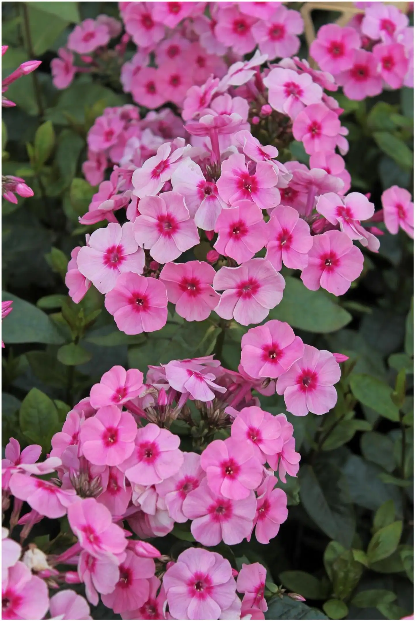 Syysleimu Phlox Paniculata Early Pink Dark Eye