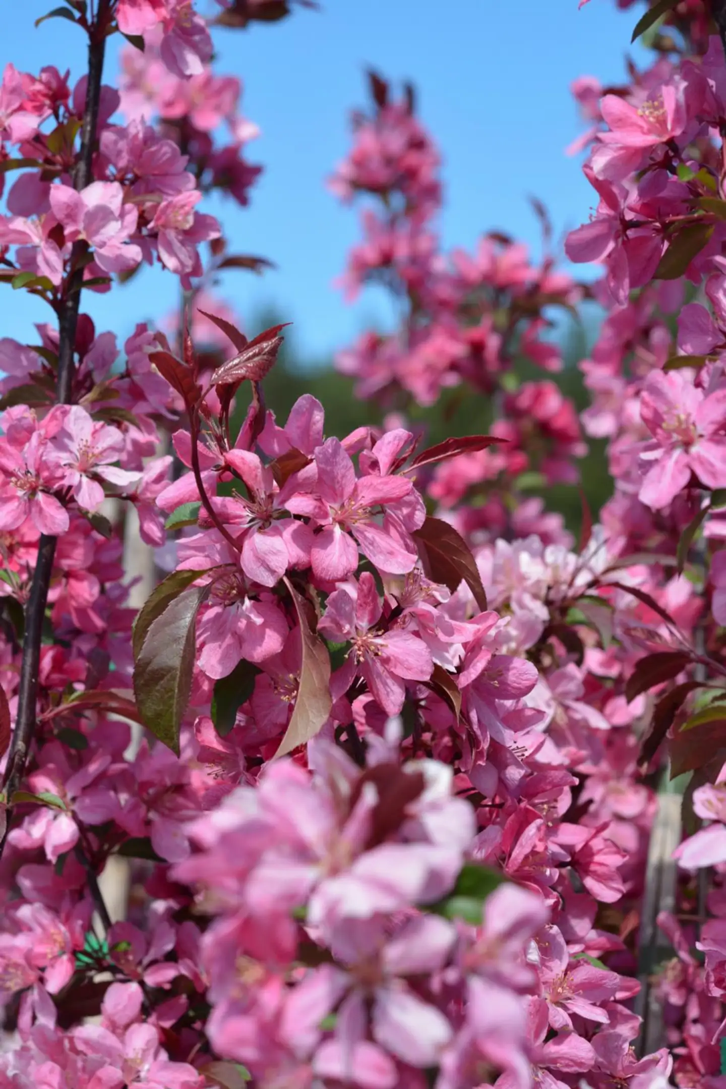 Purppuraomenapuu 'Rixi' 150-250 cm astiataimi Malus 'Rixi'