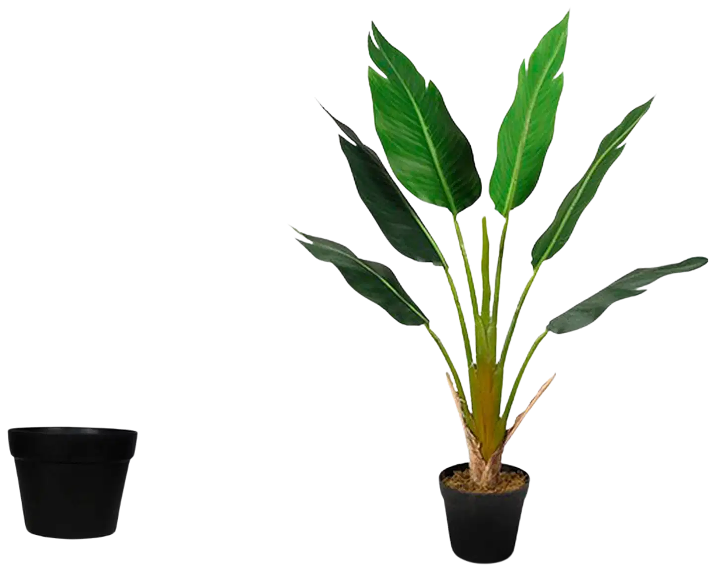 Lykke tekokasvi strelitzia tree 90cm - 4