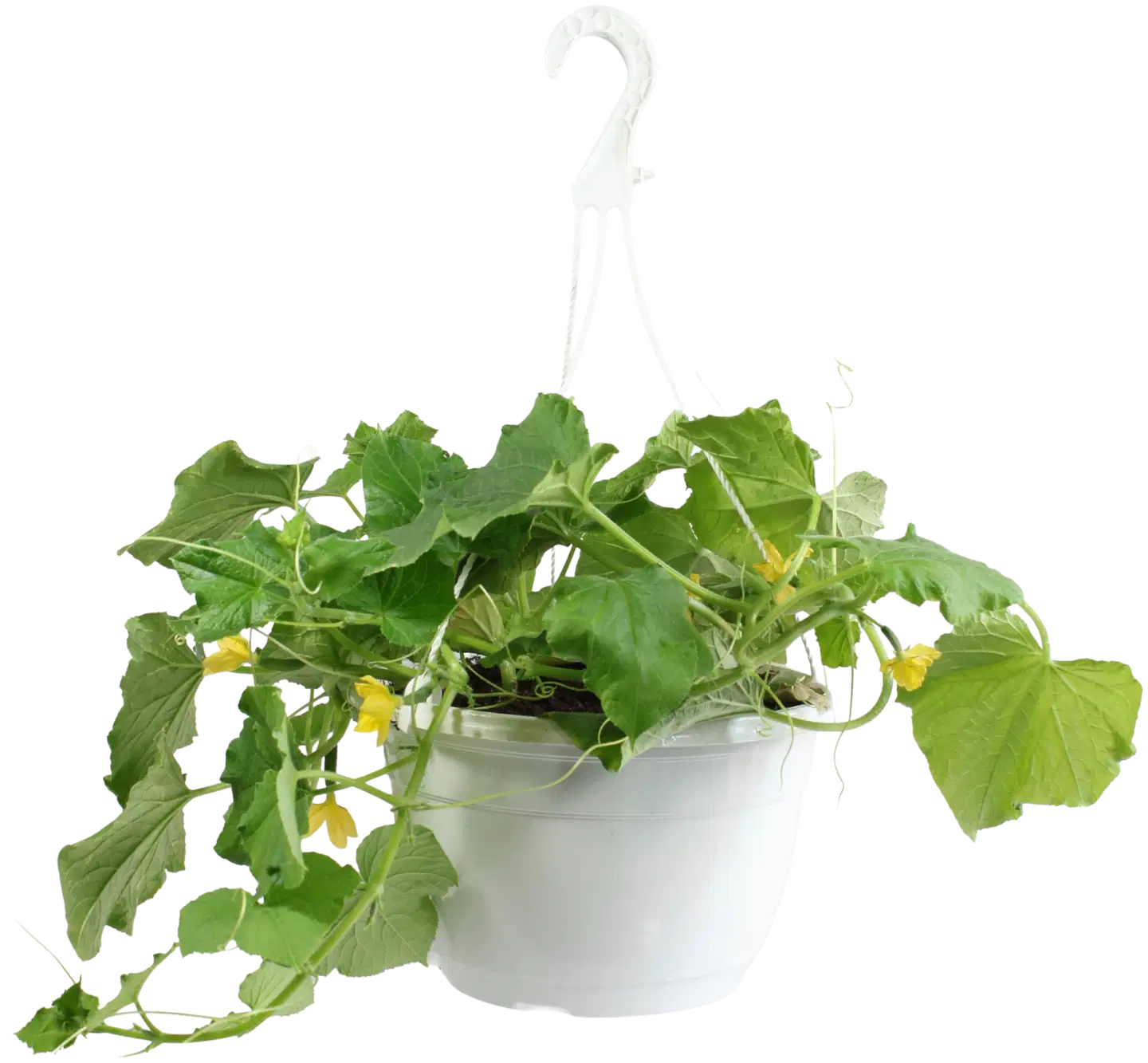 Kurkkuamppeli 23 cm
