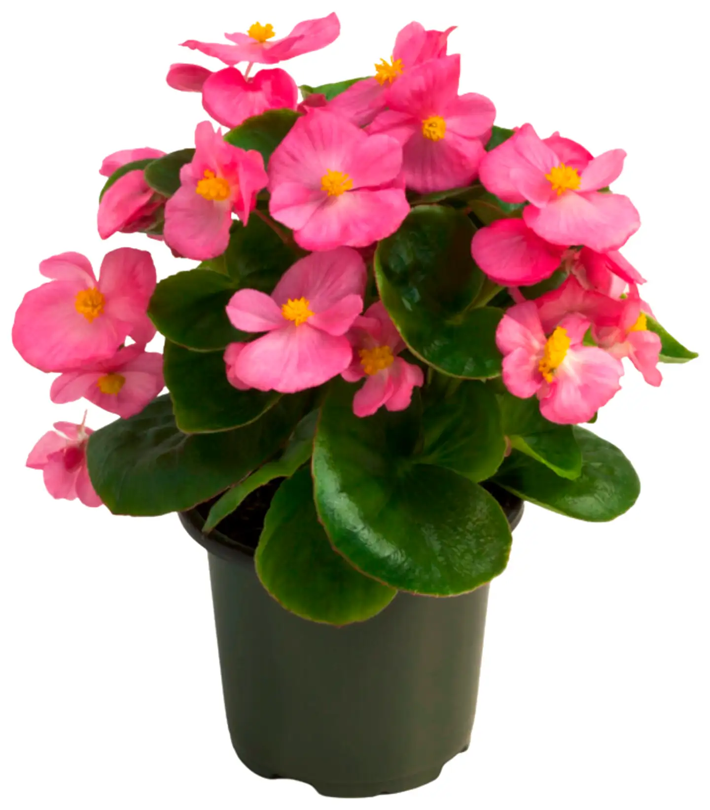 Heimosen Puutarha Kesäbegonia 10cm
