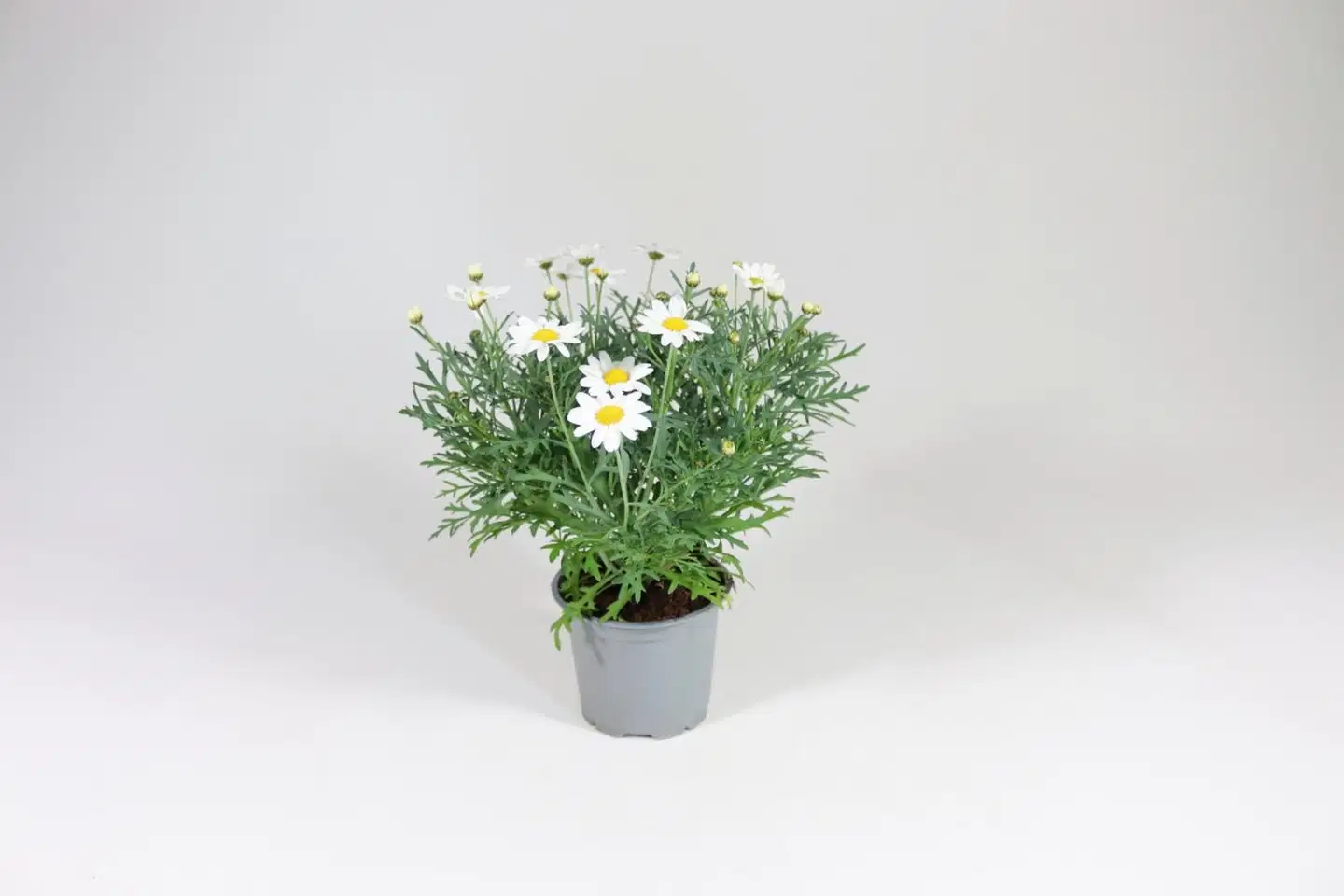 Marketta 11 cm